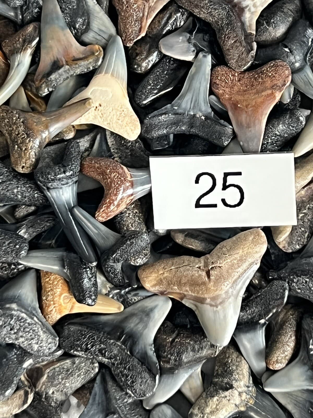 Lot of 25 Fossilized 1/2 - 3/4 inch shark teeth from Venice Florida ( GULF ) 2