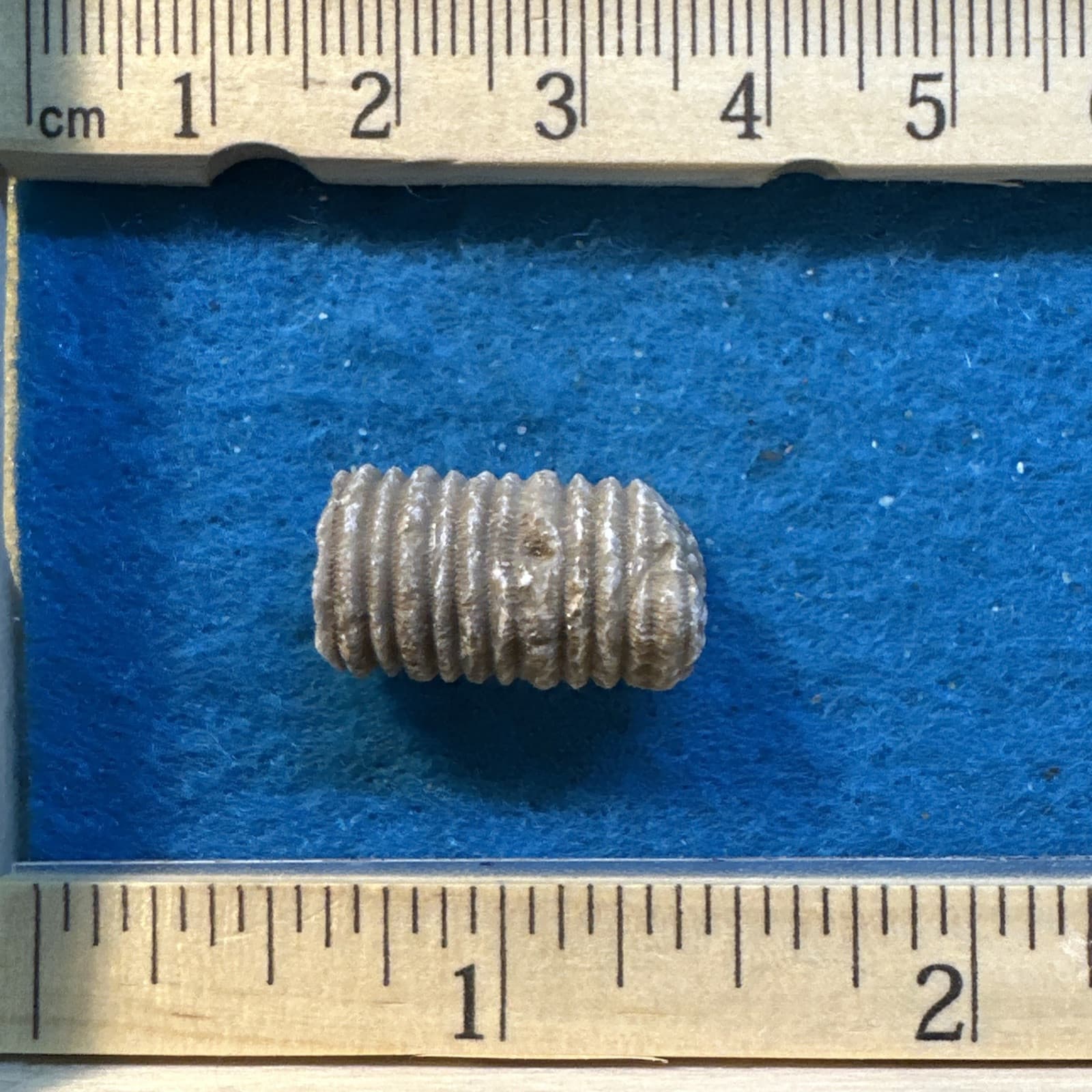 Crinoid Stem Fossil from Indiana in Display Case 4
