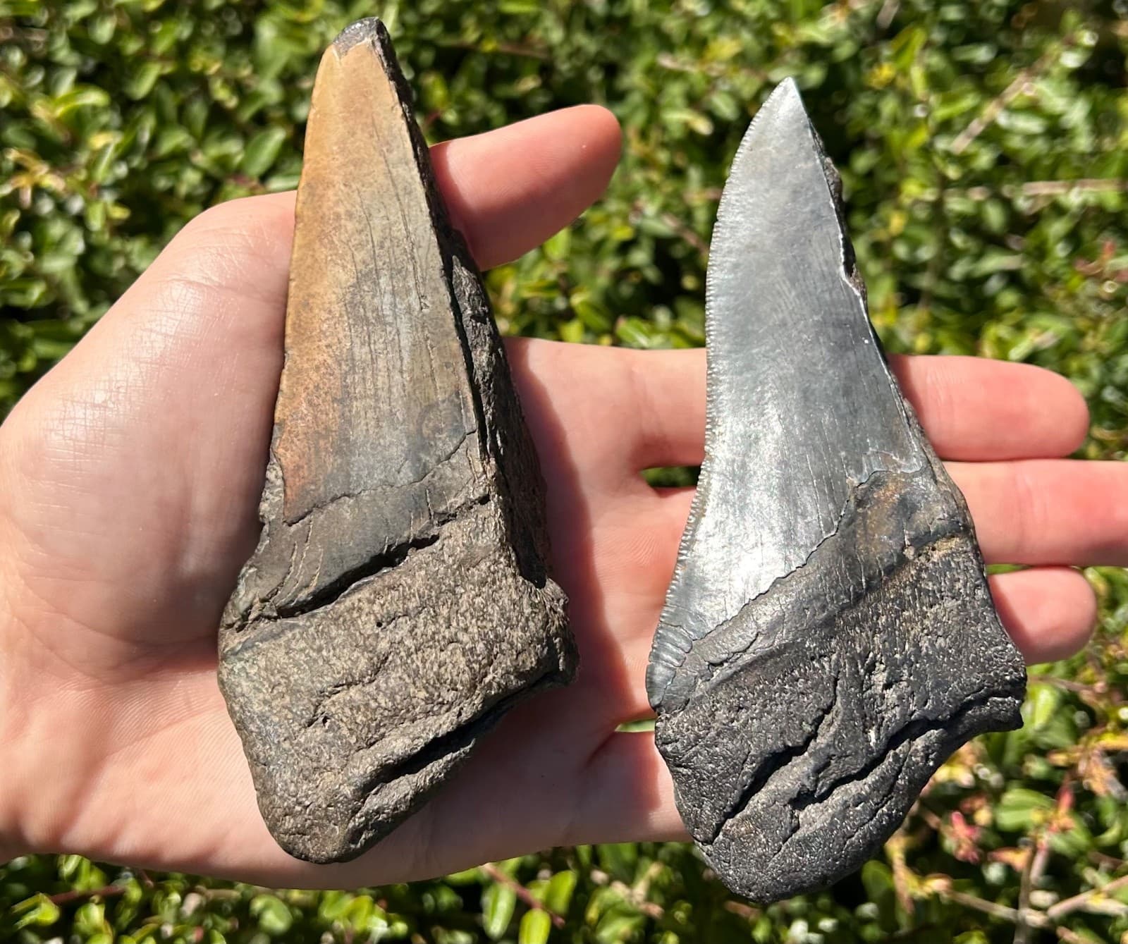 BIG Fossil Megalodon Sharks Teeth LOT 4.76” 4.75” South Carolina Shark Tooth 5