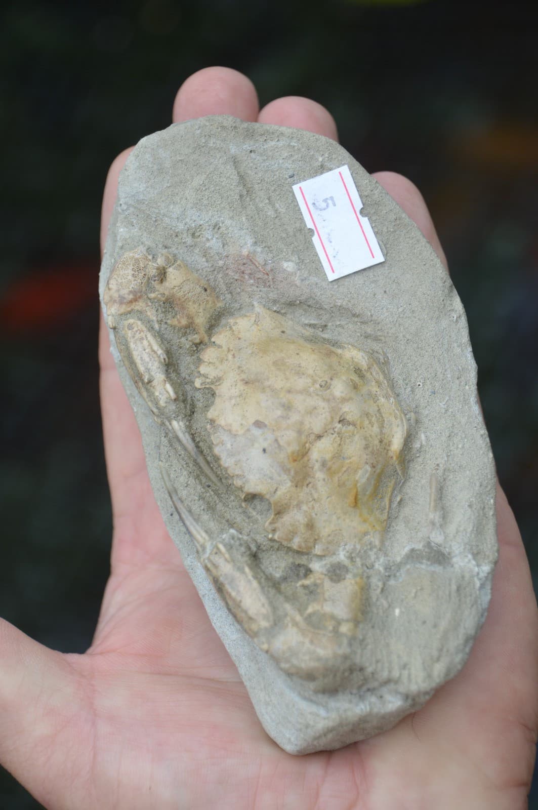 AMAZING FOSSIL CRAB FROM JAVA, INDONESIA BEST VALUE FOSSIL CRABS ANYWHERE! #5 4