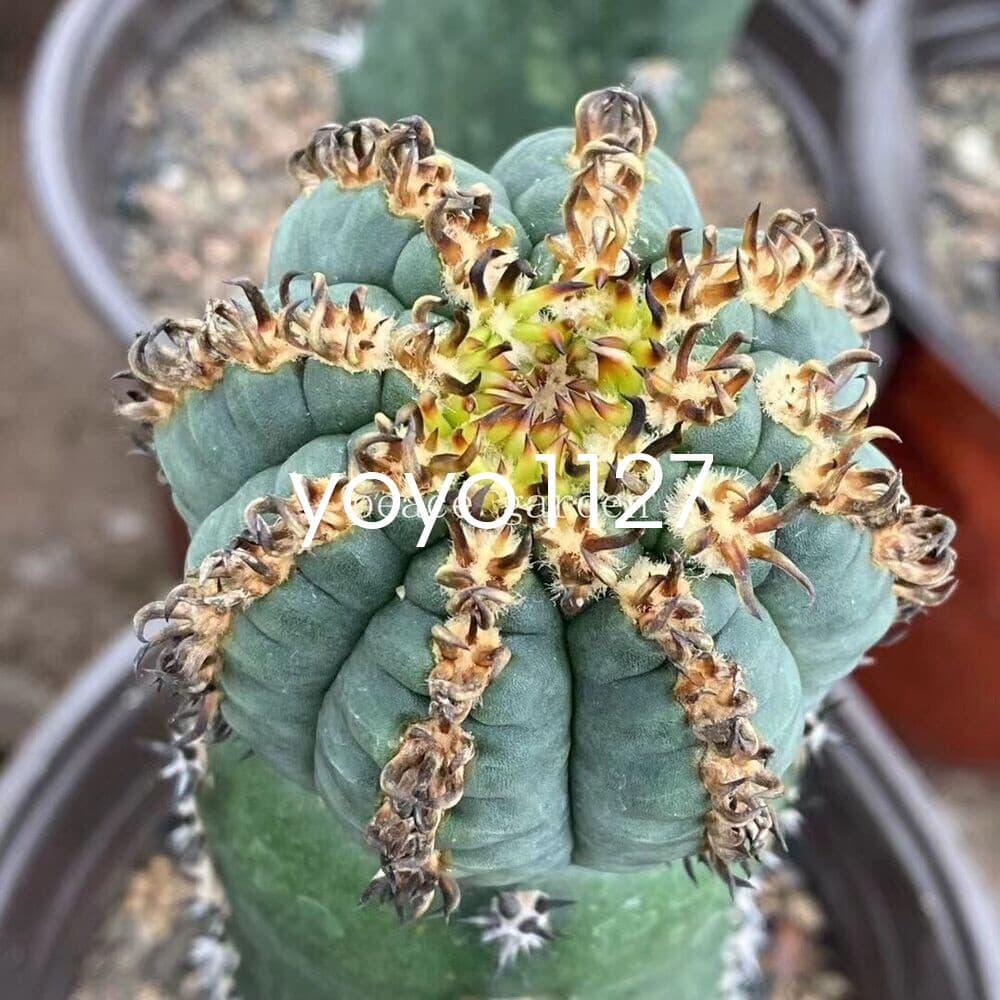 Gymnocalycium spegazzinii v.unguispinum Succulent Cacti Cactaceae Cactus 4-6CM 4