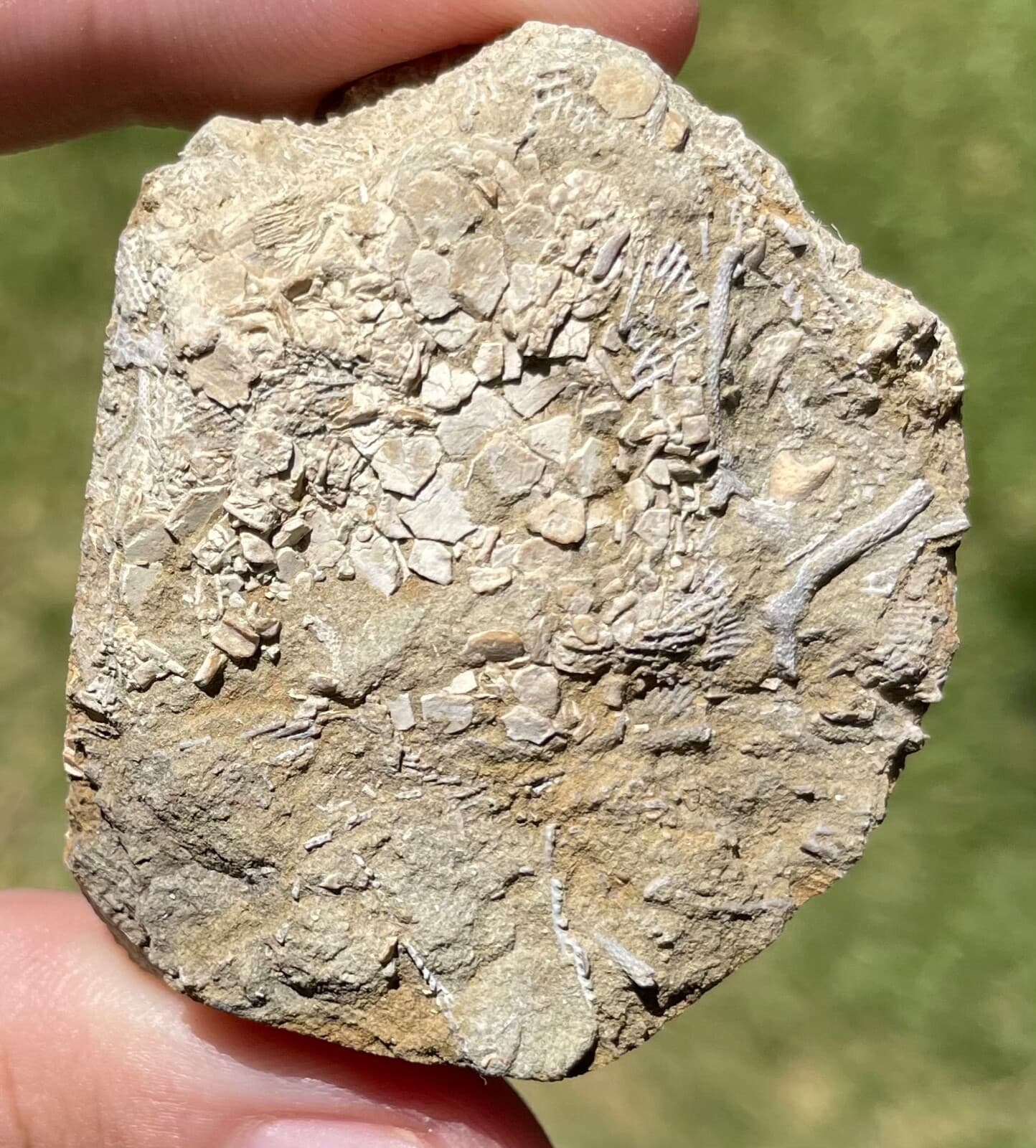 Alabama Fossil Edrioaesteroid Hypsiclavus huntsvillensis Bangor Limestone Fm