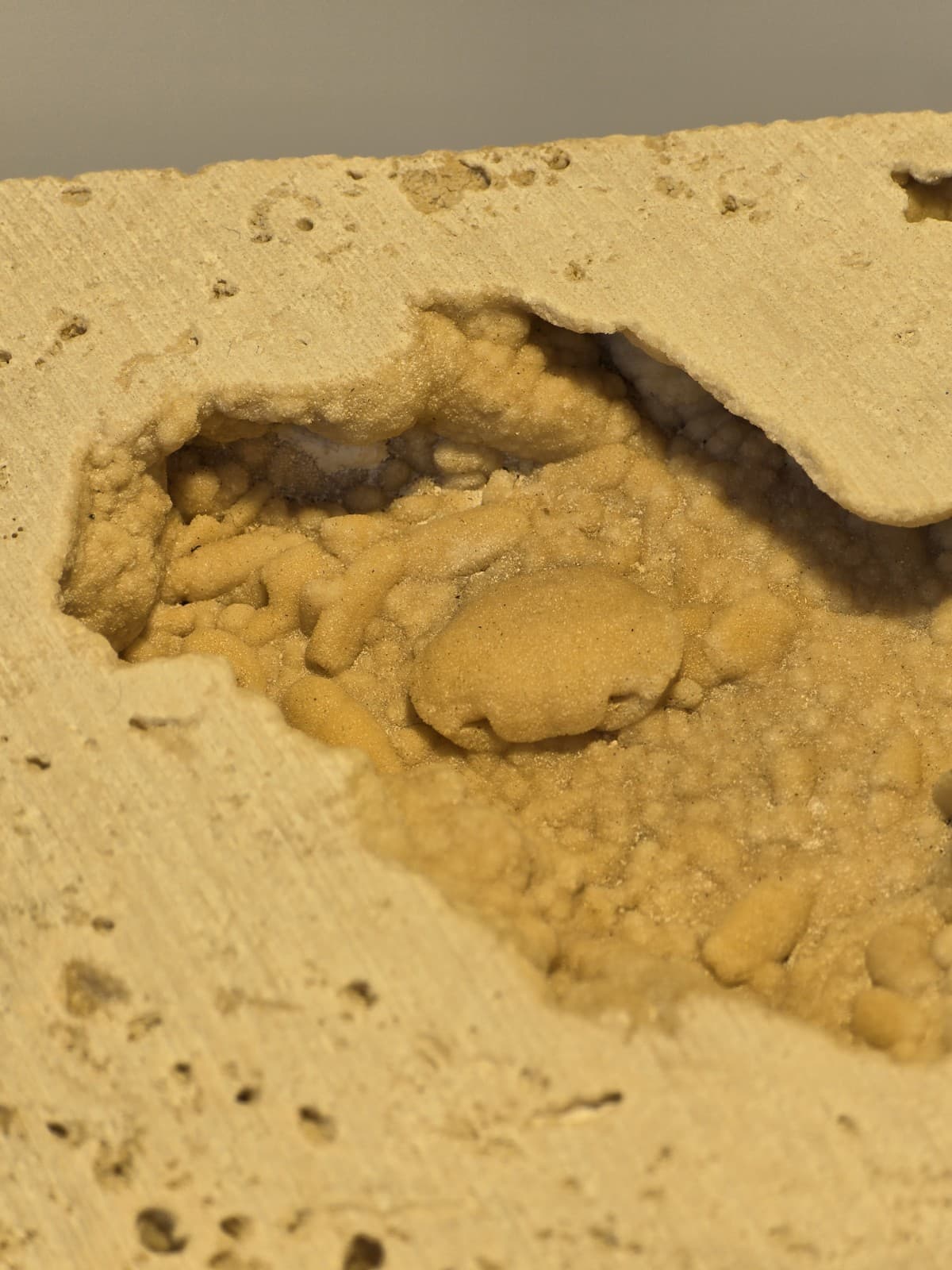 Travertine crab fossil 3