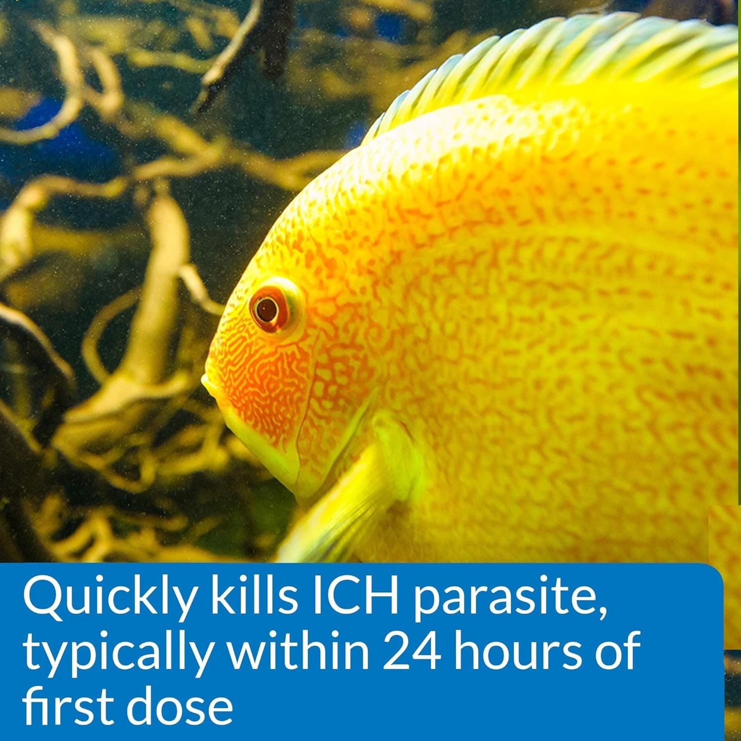 API LIQUID SUPER ICK CURE Fish Remedy, Freshwater and Saltwater Fish Medication 6