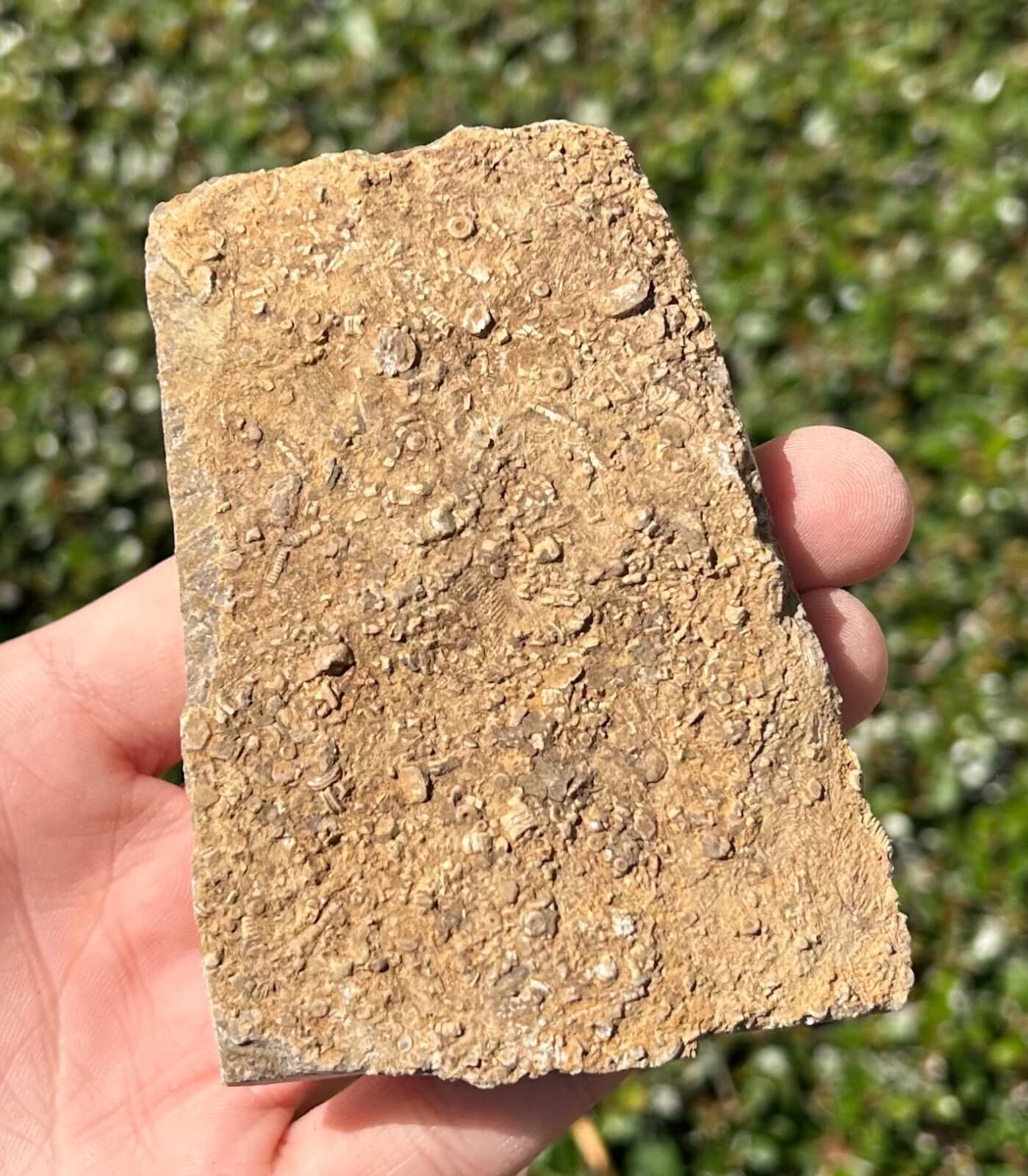 NICE Fossil Crinoid in Matrix Aphelecrinus Alabama Bangor Limestone Formation 4