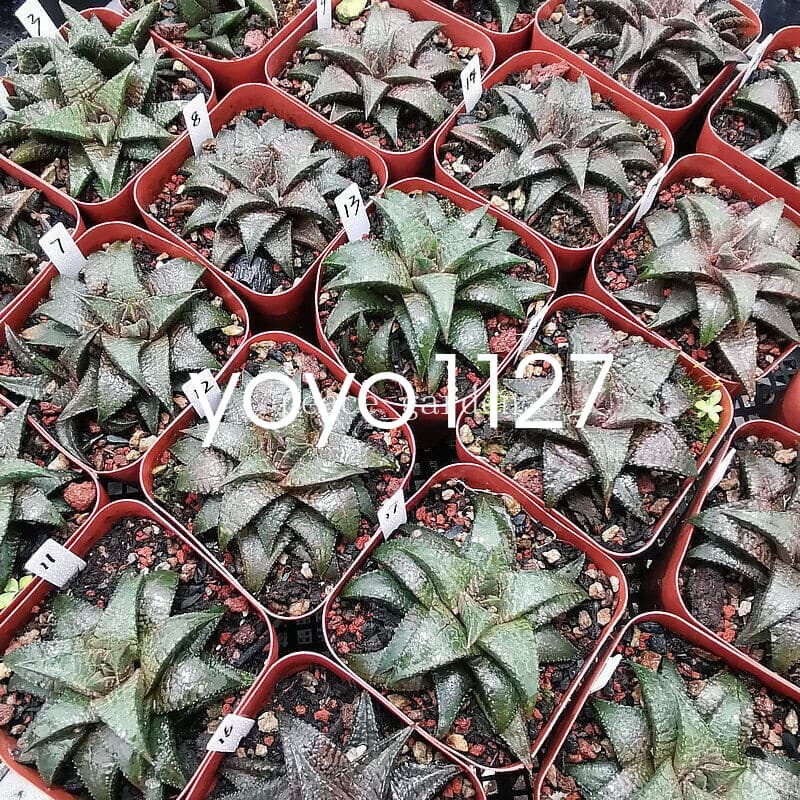 RareSucculent Plant Haworthia Haworthiopsis Koelmaniorum Home Garden 7CM 2