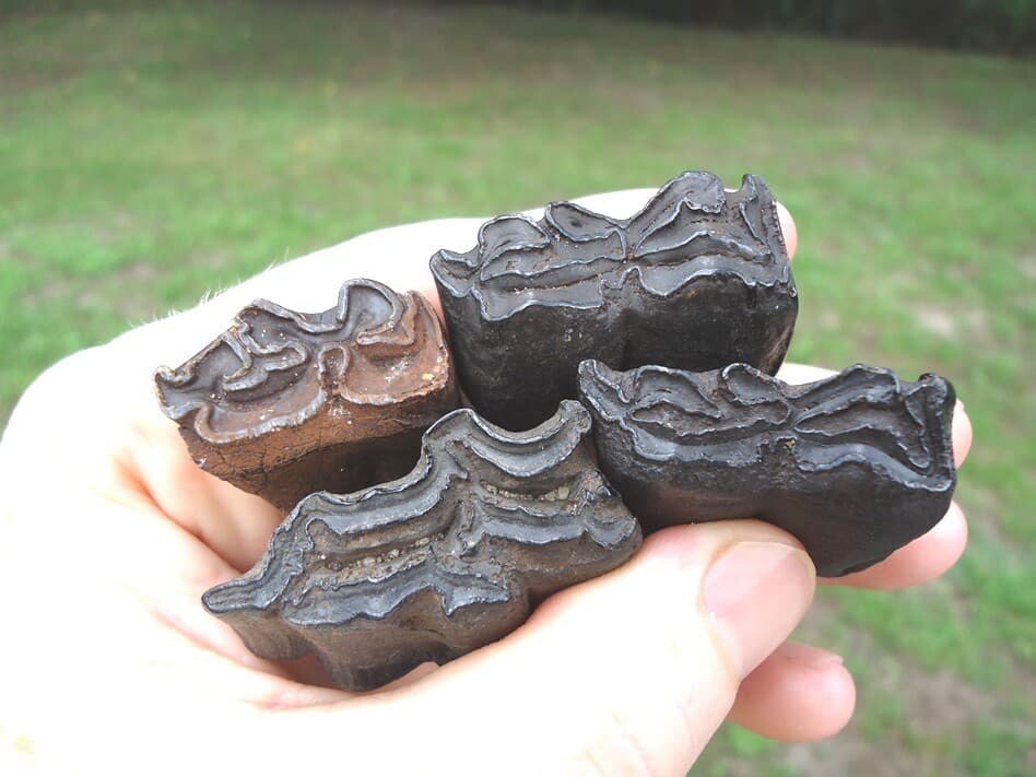 *BULK PRICE* HORSE TEETH FLORIDA FOSSILS FOSSIL TOOTH JAW BONES EQUUS ICE AGE FL 4