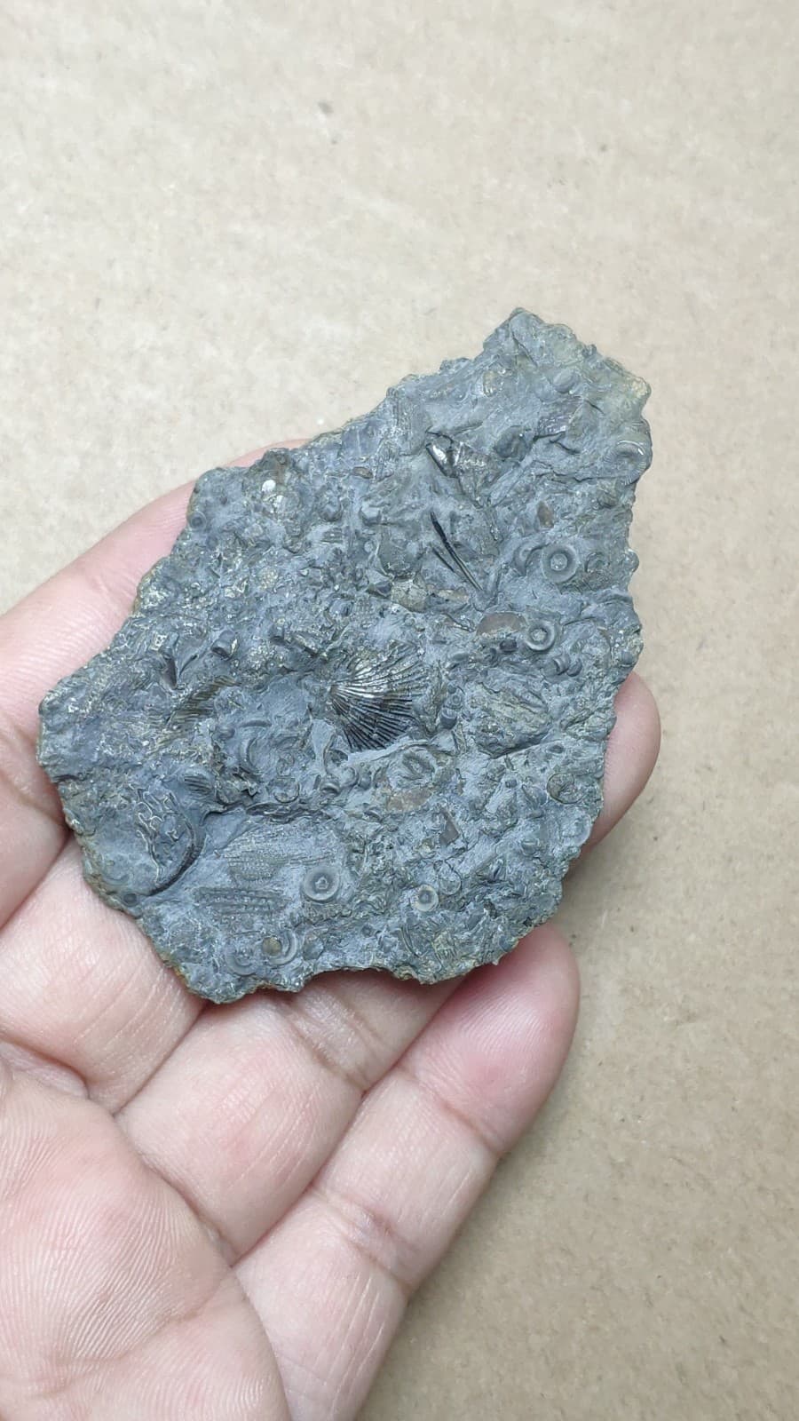 27g bryozoan Marine organisms Crinoid stem Shell specimen from Cambrian Period