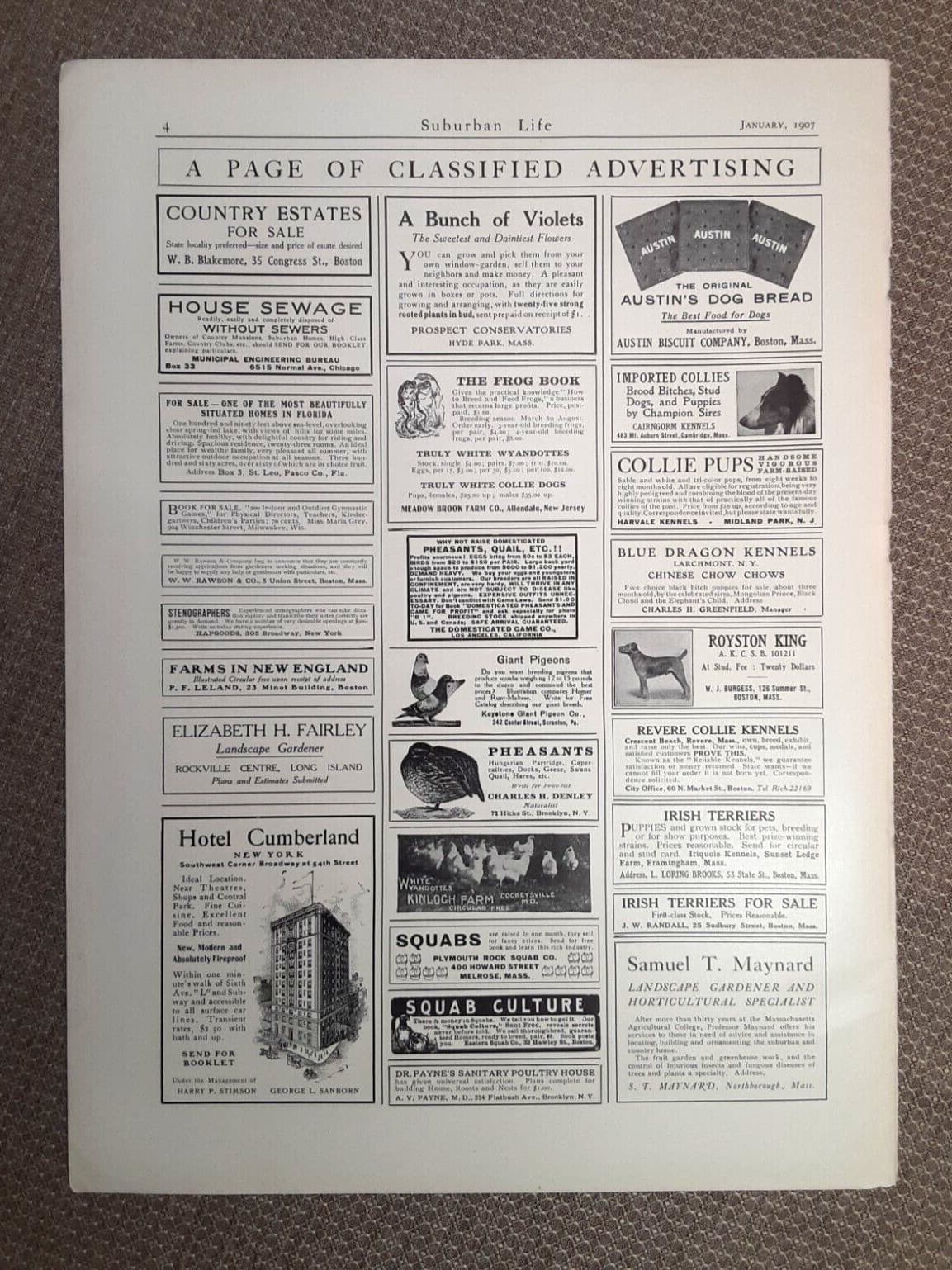 1907 TIFFANY & Co. SILVER Magazine AD~AUSTIN BISCUIT~Boston Area DOG KENNELS 3