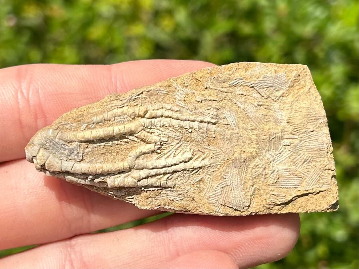NICE Fossil Crinoid in Matrix Aphelecrinus Alabama Bangor Limestone Formation 3