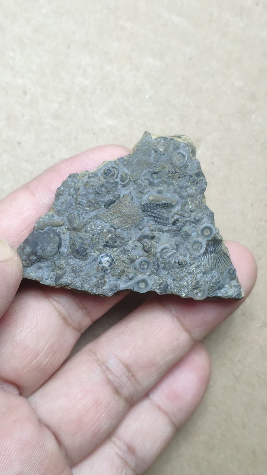 31g bryozoan Marine organisms Crinoid stem specimen from Cambrian Period 4