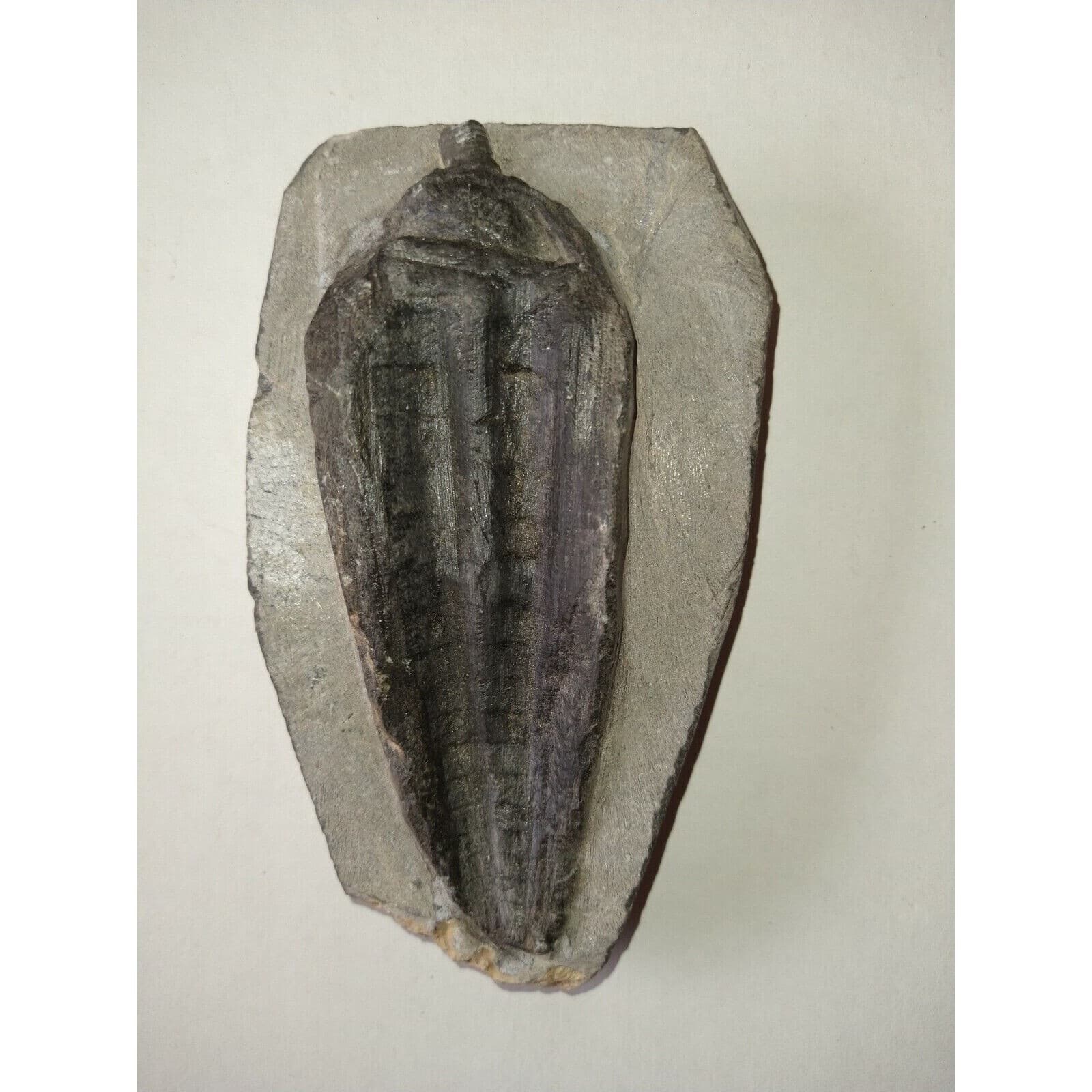 EXTINCTION- Cupressocrinus CRINOID FOSSIL  - TOP QUALITY! 3