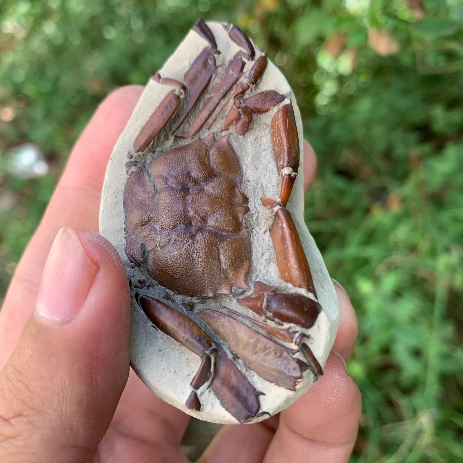 Jurassic Period Perfect Crab Fossil Dinosaur Age 5