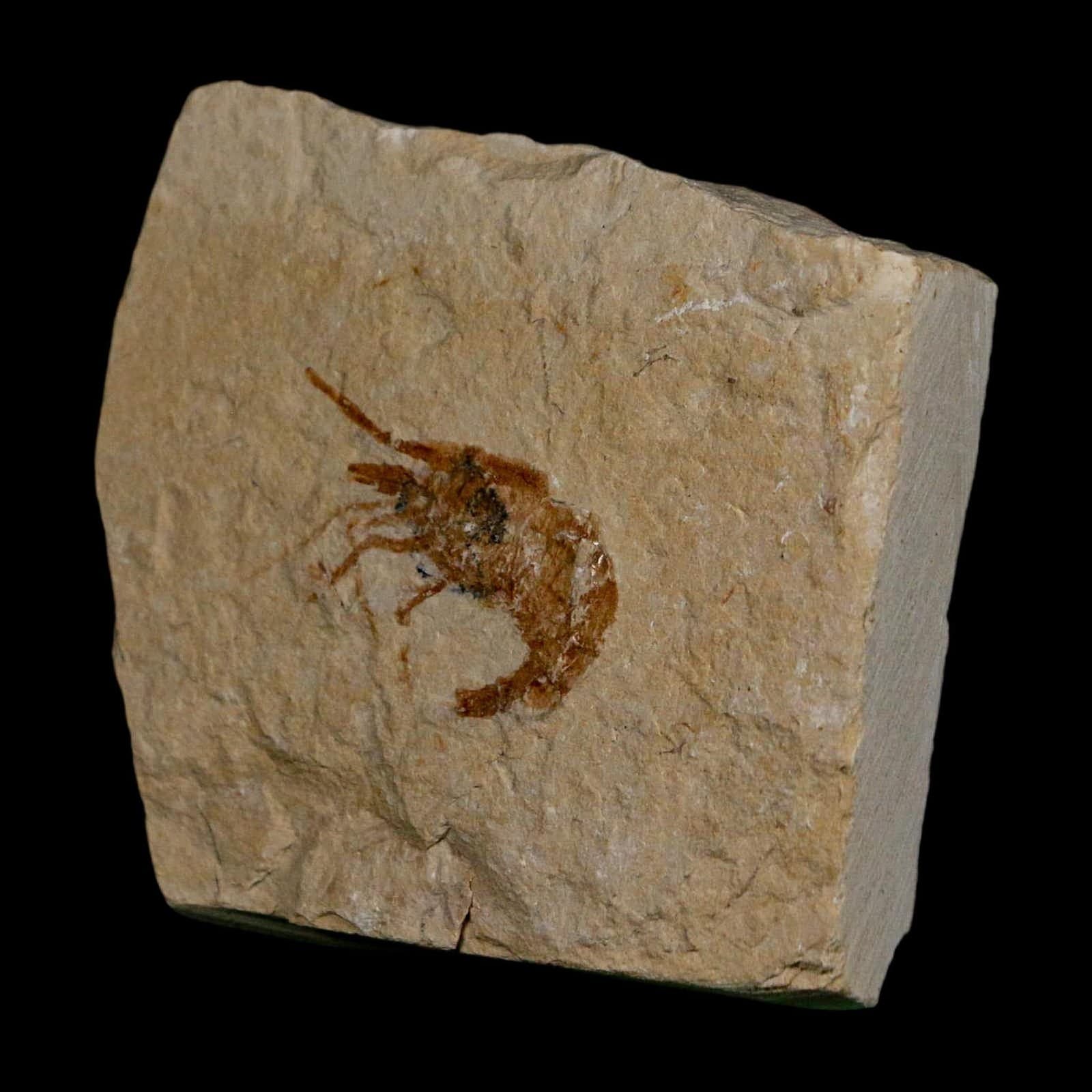 1.1" Fossil Shrimp Carpopenaeus Cretaceous Age 100 Mil Yrs Old Lebanon COA 5