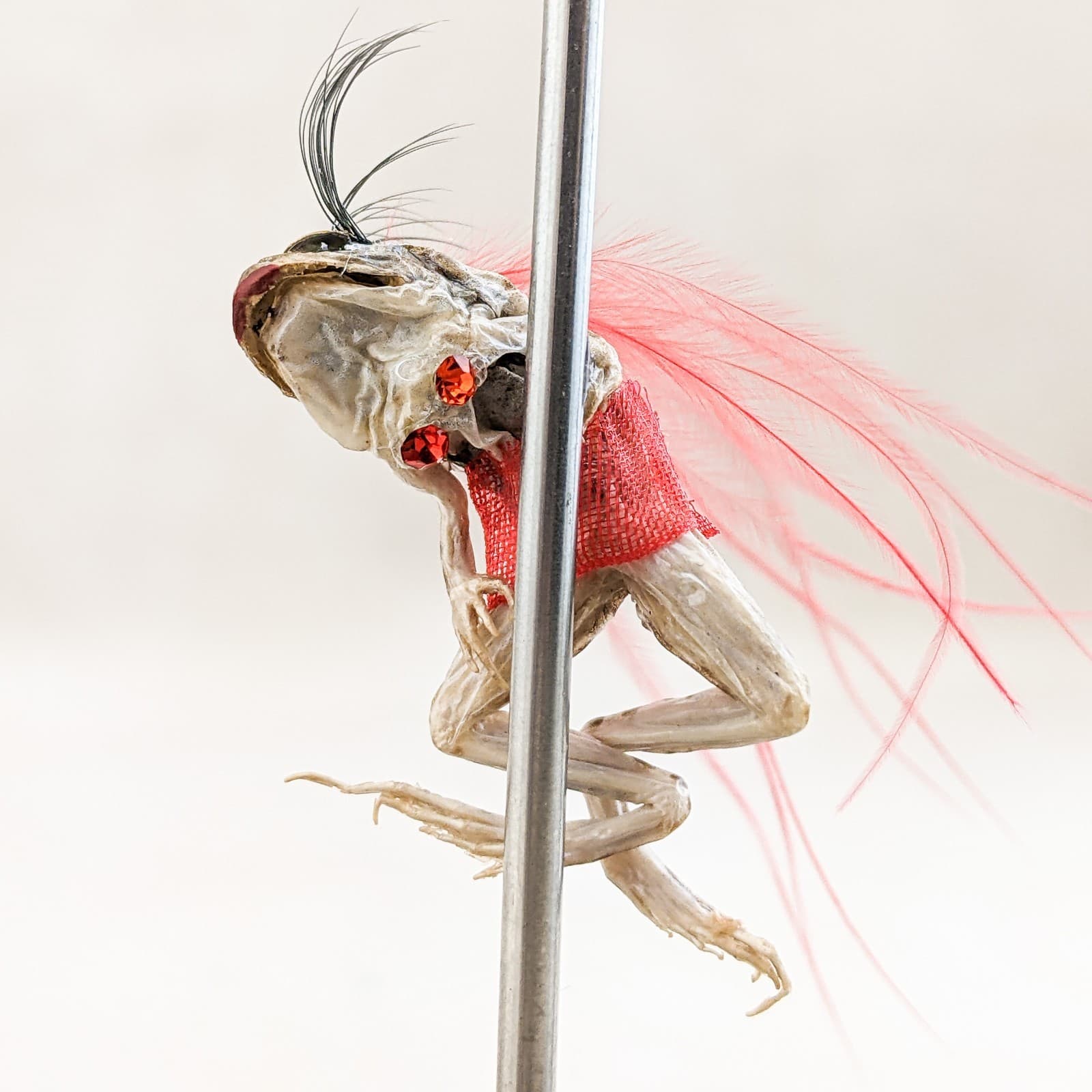 Stripper Leopard Frog Glass Dome Taxidermy Specimen Oddity Curiosities gift 3