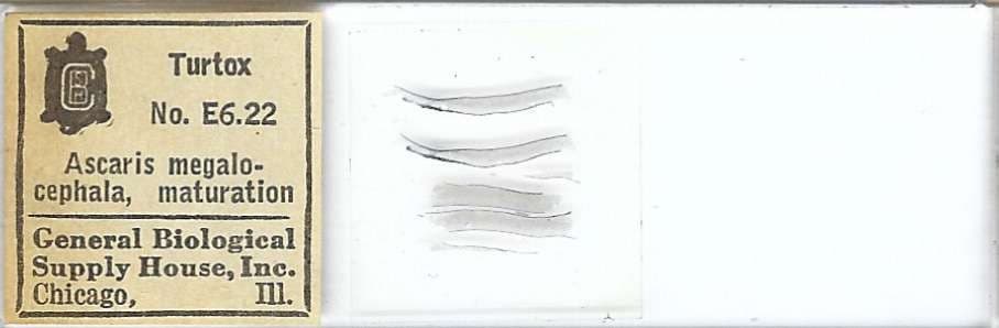 Ascaris megalocephala Maturation Microscope Slide by Turtox