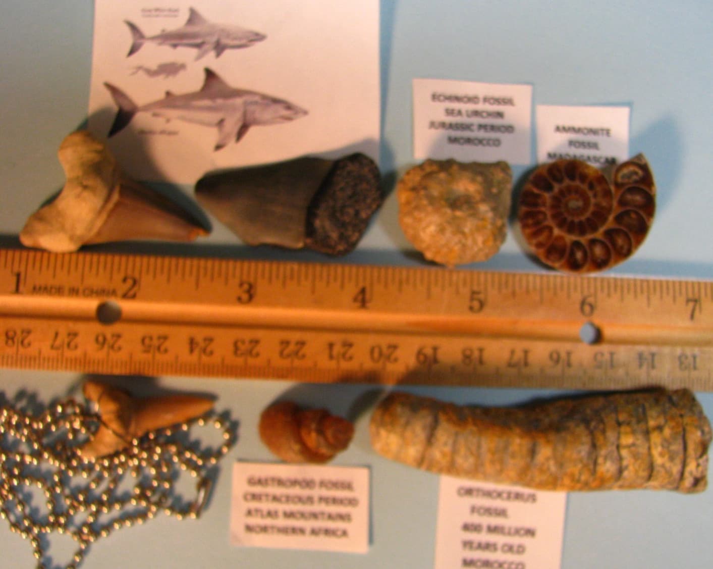 7 FOSSILS OTODUS OBLQUUS GREAT WHITE SEA URCHIN ORTHOCERUS AMMONITE GASTROPO#143