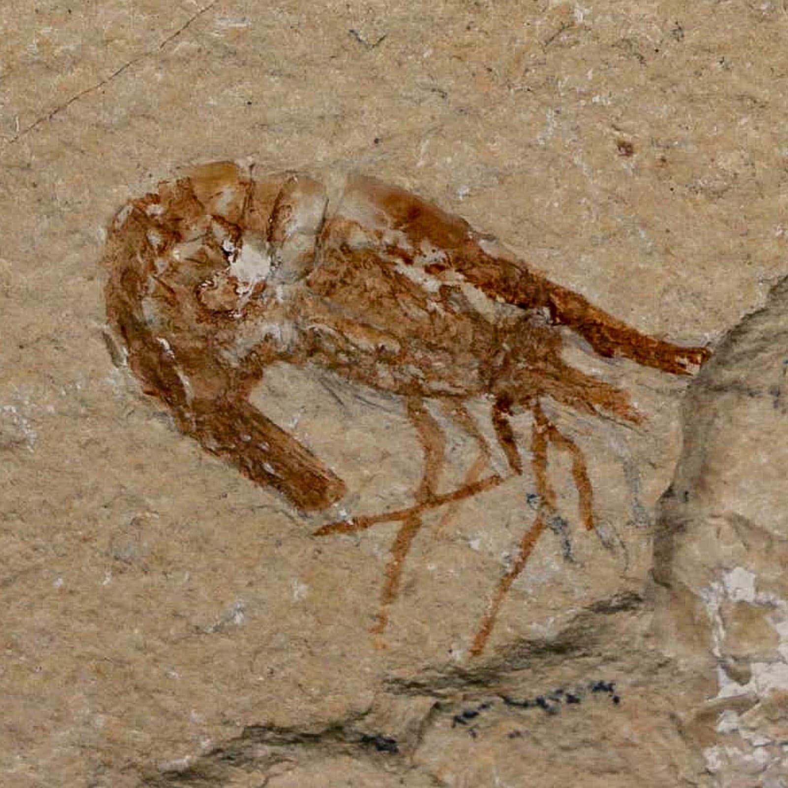 1.1" Fossil Shrimp Carpopenaeus Cretaceous Age 100 Mil Yrs Old Lebanon COA