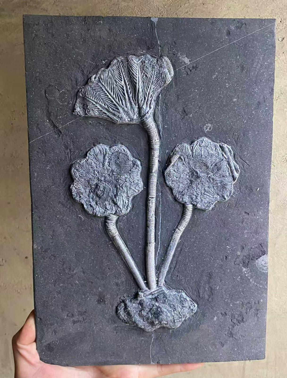 Natural Devonian prehistoric Jurassic biota crinoids Fossils