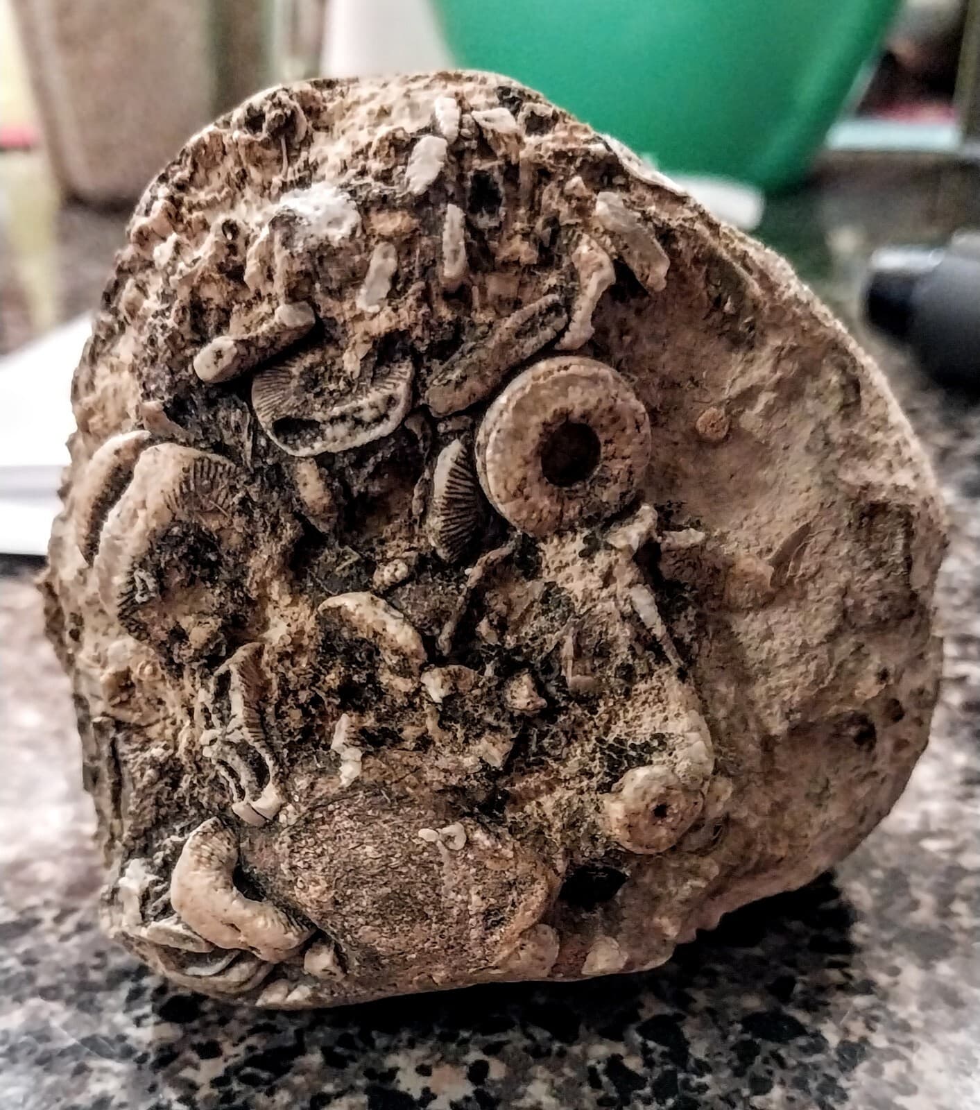 Crinoid Fossils, Carboniferous Period, Mohave County Arizona 3