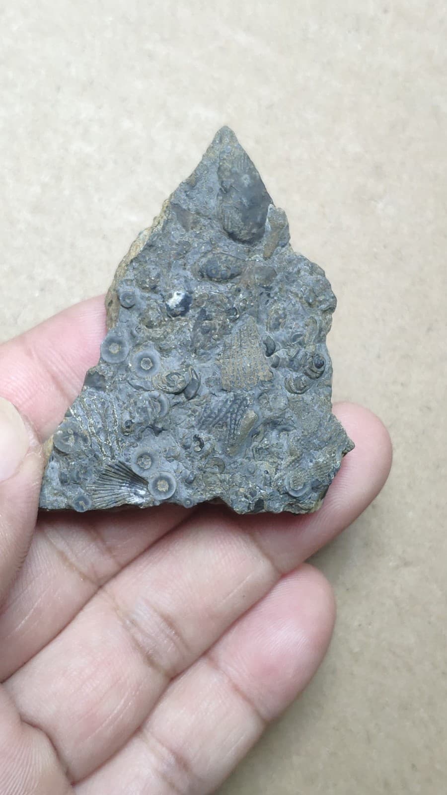 31g bryozoan Marine organisms Crinoid stem specimen from Cambrian Period