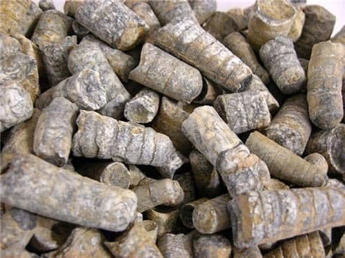 Orthoceras fossils Ordovician/Triassic 400 million years 1/2 pound 20 plus piece 2