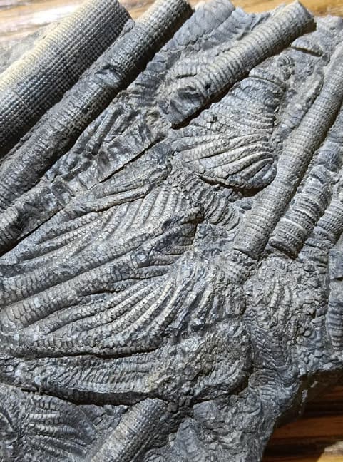 Natural Scale Hairy Sea Lily Elegants Sea Lily Silurian Devonian 9.0×11.1×2.0cm 3