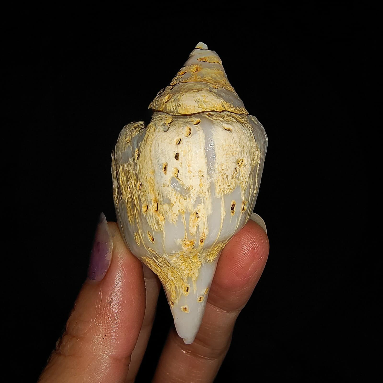 SEA SHELL FOSSIL, GASTROPODA FASCIOLARIDAE, FROM JAVA, INDONESIA, 66MM