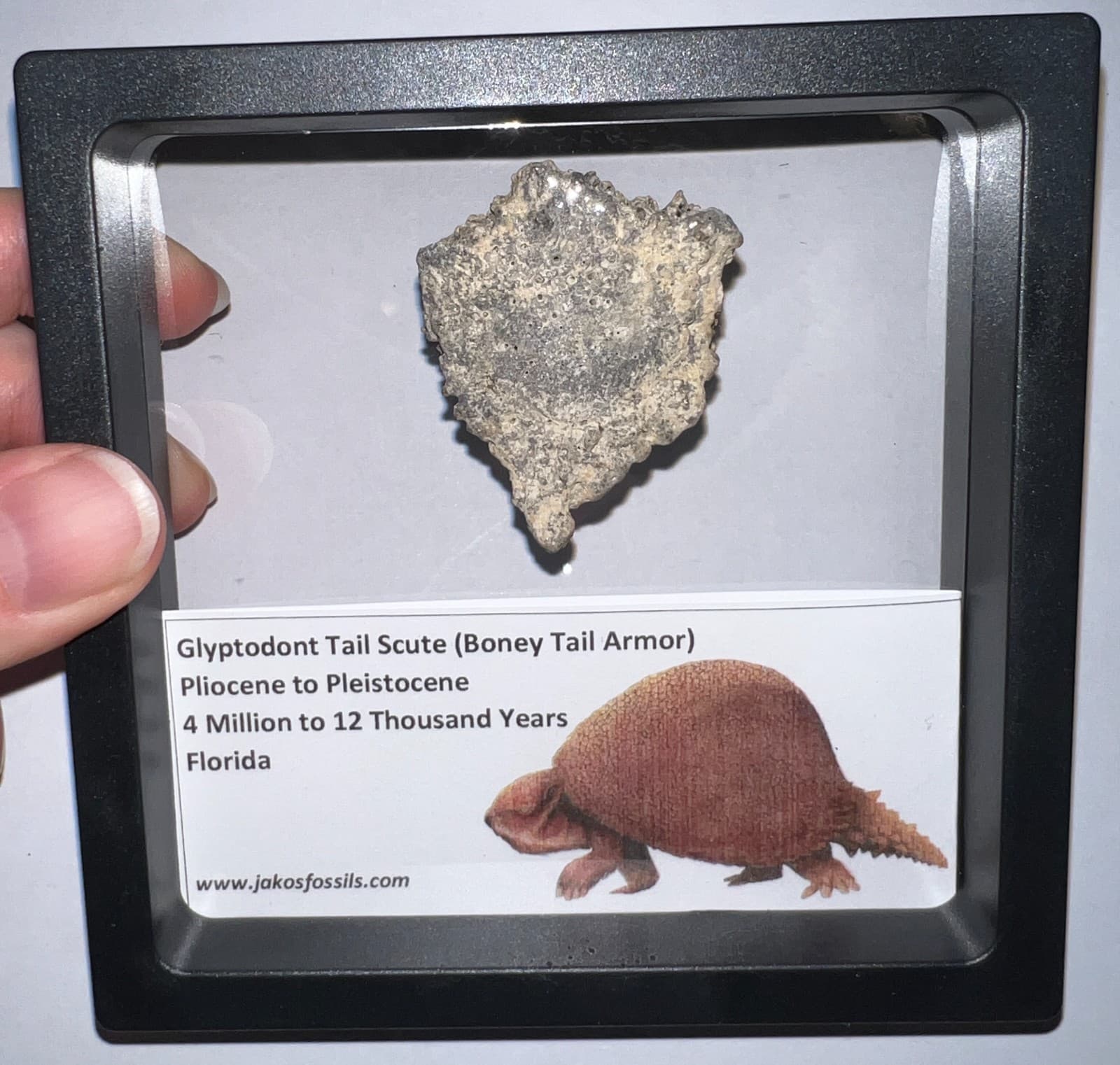 Framed RARE Ice Age Fossil GLYPTODONT Tail Scute Bone Armor Lot! ONE PER ORDER! 3