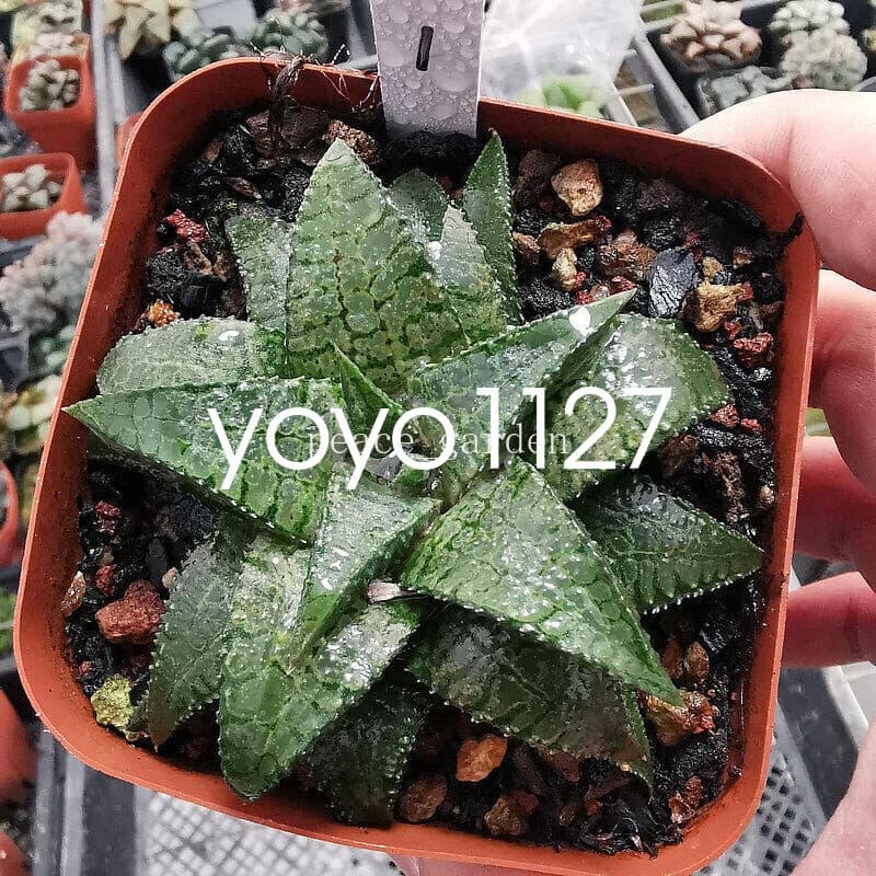 RareSucculent Plant Haworthia Haworthiopsis Koelmaniorum Home Garden 7CM