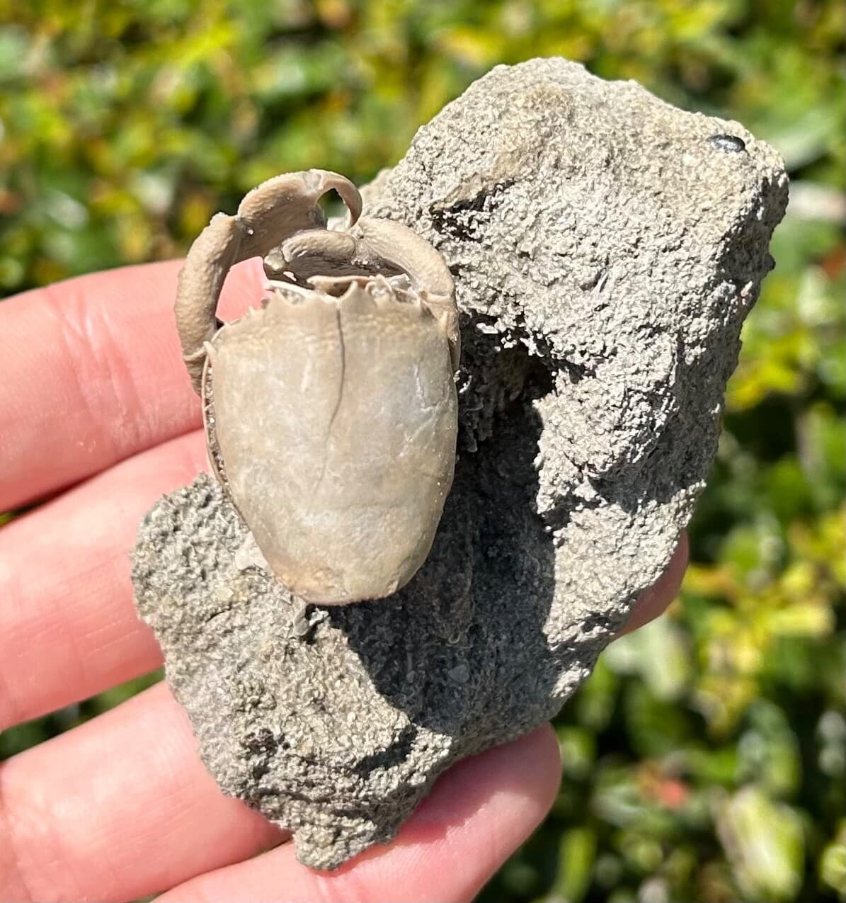 SUPERB Florida Fossil Crab in Matrix Ranilia muriceta Pliocene Crustacean Rare 4