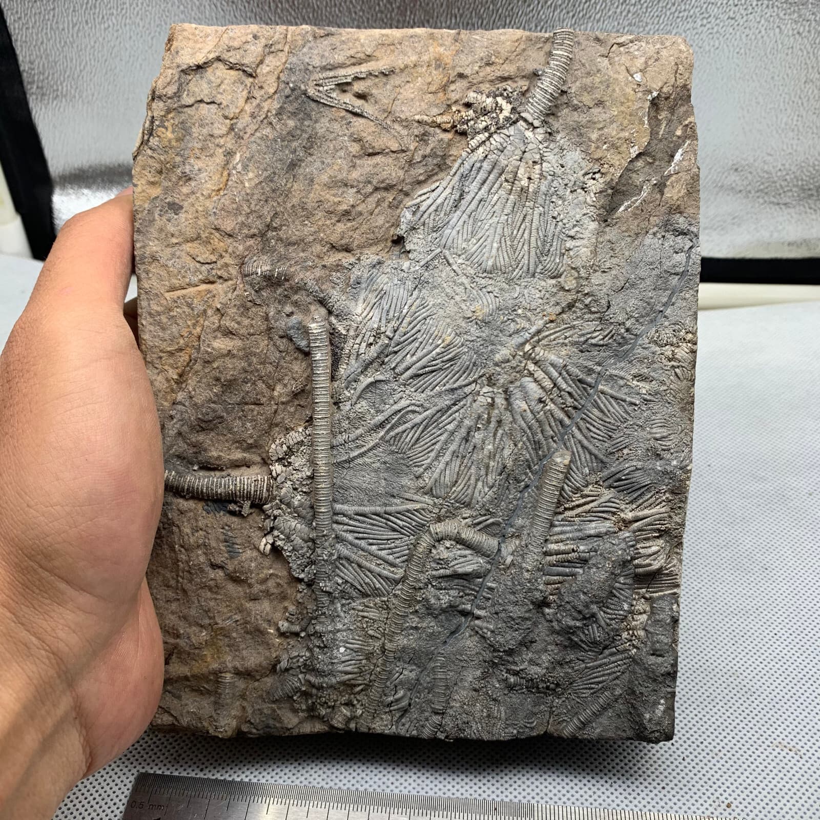 1180 grams of fossils of crinoid from the Guanling Biota in Guizhou 4