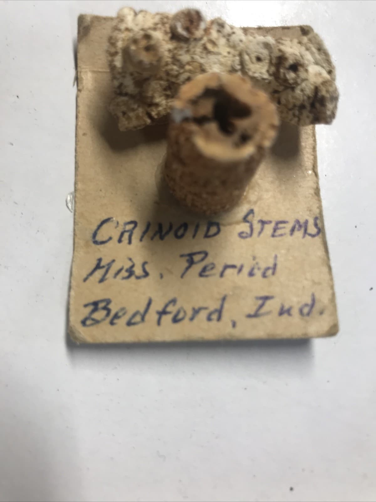 2x Hydreionocrinus Crinoid Stems  - Missing period  Bedford., Ind Size 5/8” & 1” 4