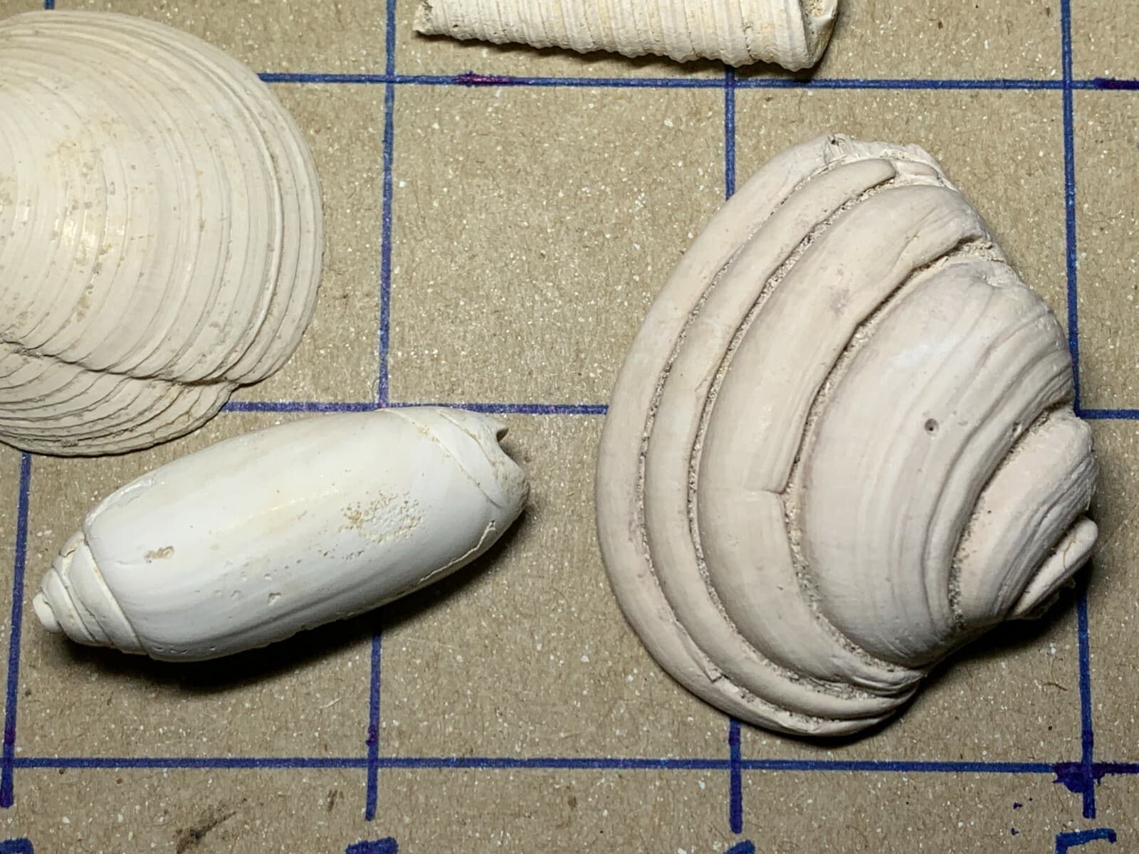 ☆Fossil Specimen 10 Pack - Berkeley Quarry S.C. - Barnacle-Dentalium-Teeth ☆302 6