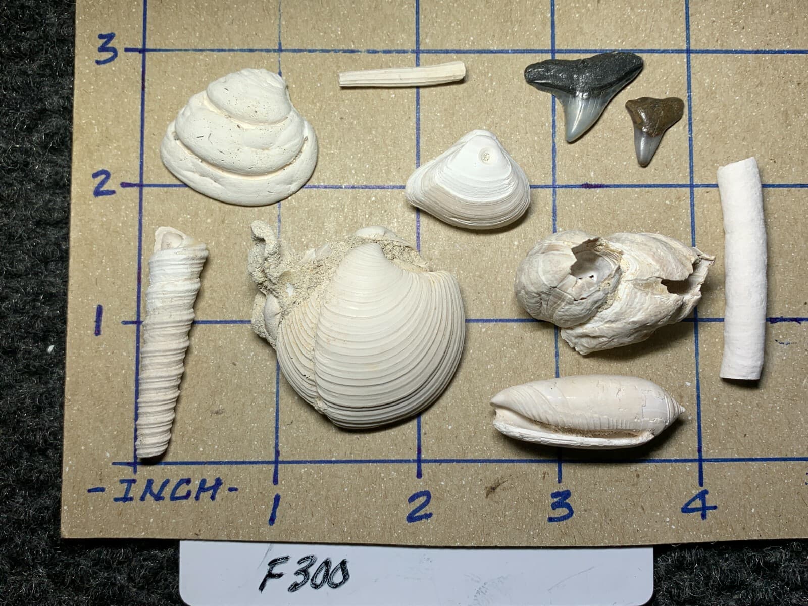 ☆Fossil Specimen 10 Pack - Berkeley Quarry S.C. - Barnacle-Dentalium-Teeth ☆300