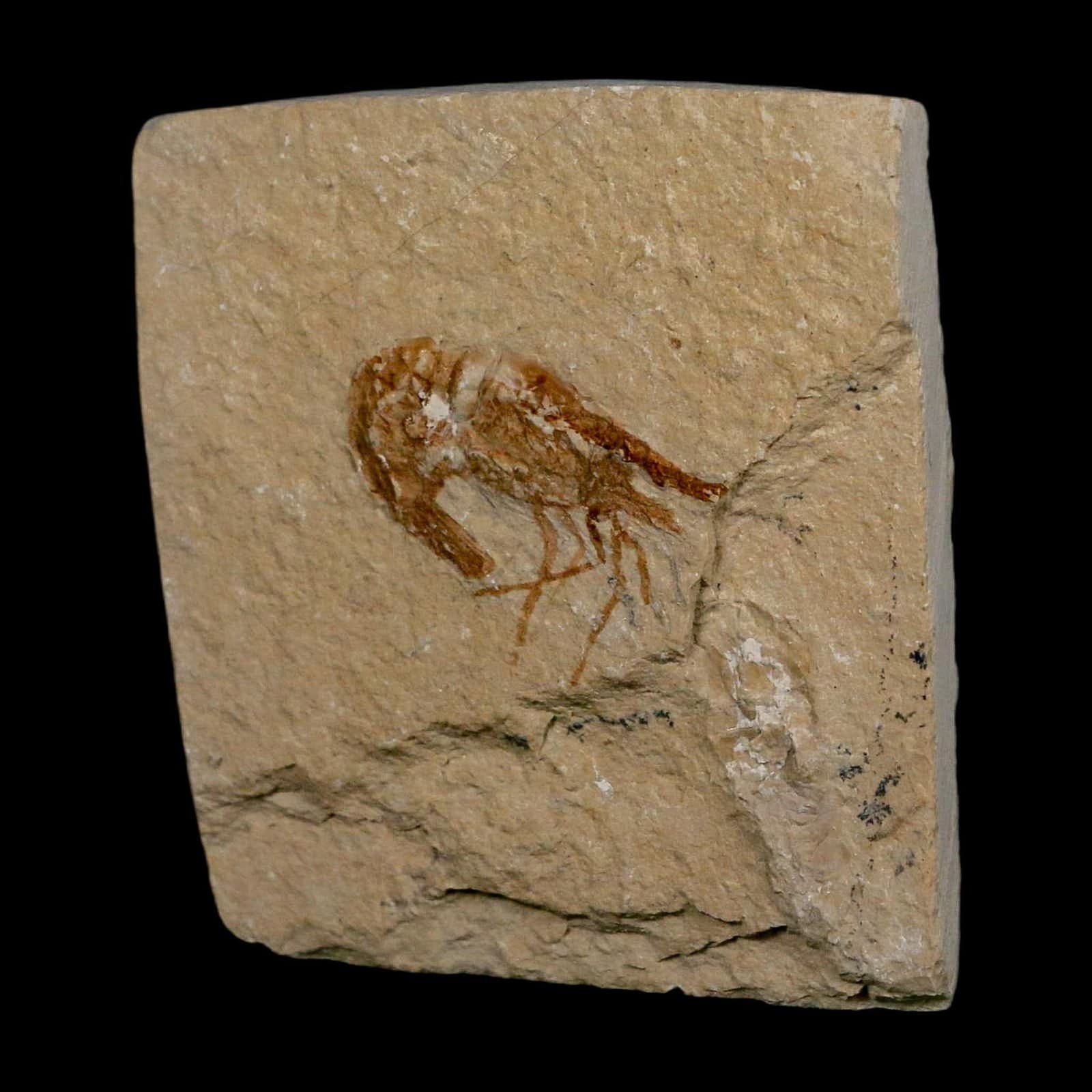 1.1" Fossil Shrimp Carpopenaeus Cretaceous Age 100 Mil Yrs Old Lebanon COA 5