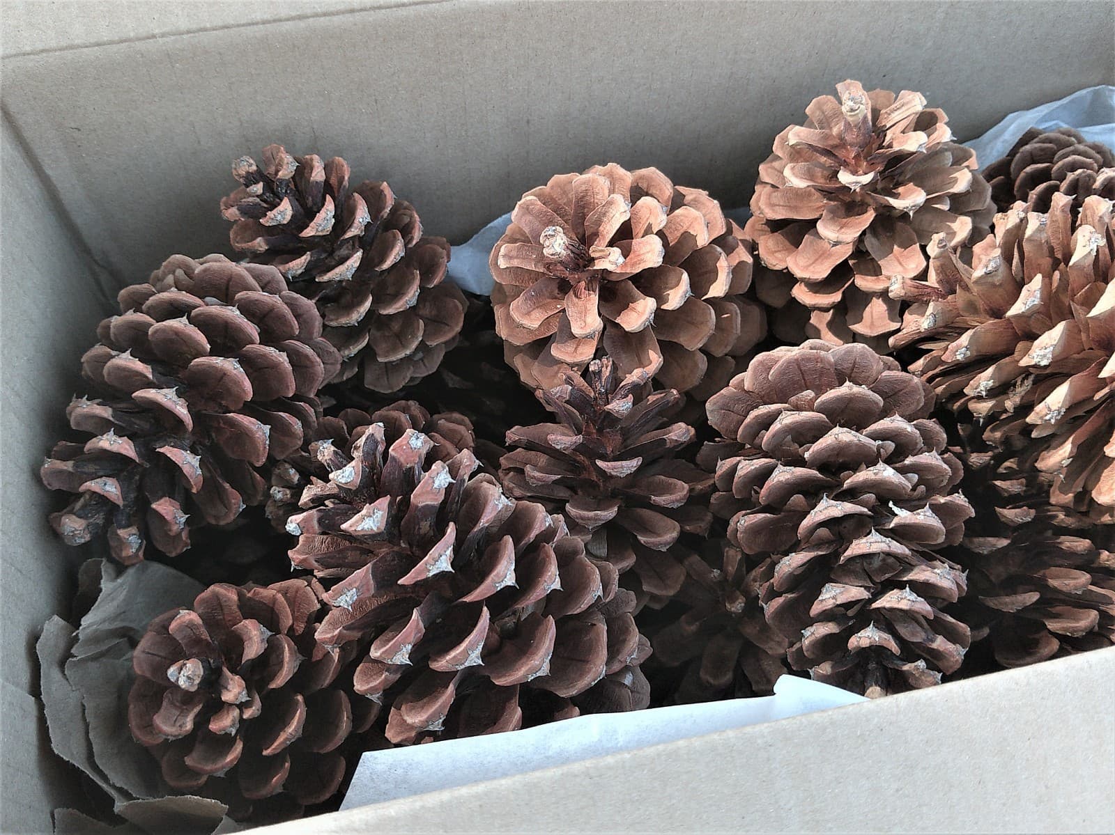 20 Ponderosa Pinecones from the Pacific Northwest - Conifer Cones 4 to 6 Inches 2