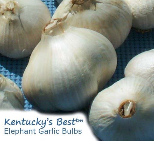 KY'S Best ELEPHANT GARLIC ~ FALL PLANTING - start 20-25 plants + instructions 2