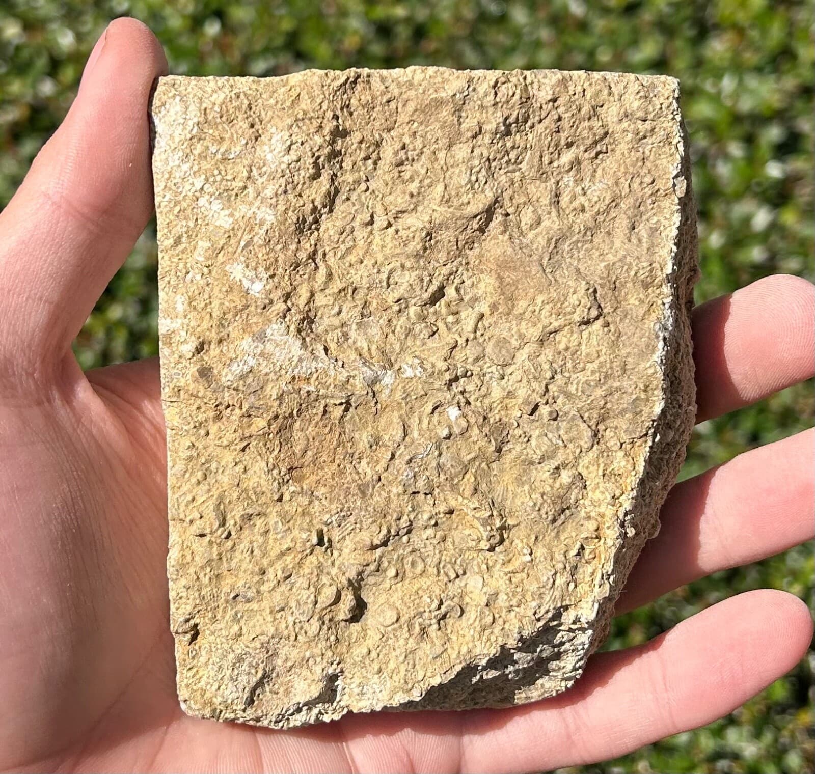 Alabama Fossil Crinoid in Matrix Oklahomacrinus Bangor Limestone Formation 4