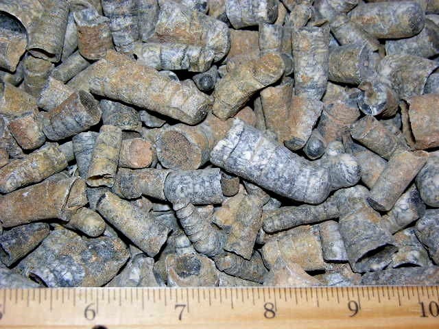 Orthoceras fossils Ordovician/Triassic 400 million years 1/2 pound 20 plus piece