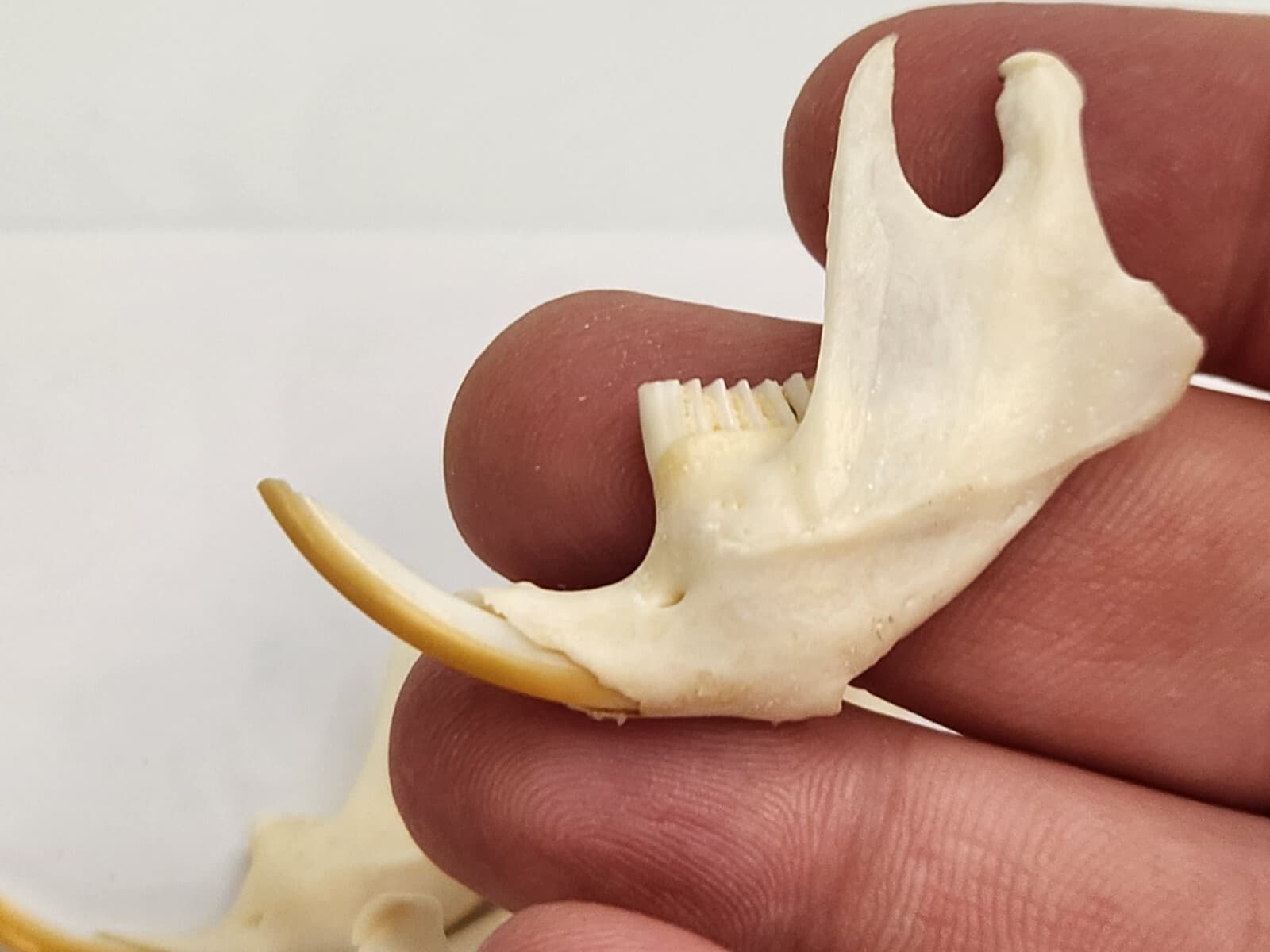 Real Muskrat Half Jaw - A Grade Generic - Ondatra zibethicus - USA  3