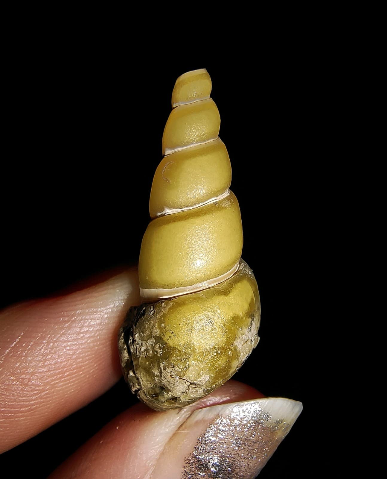 SEA SHELL MOLLUSCA FOSSIL, GASTROPODA, THIARIDAE, FROM JAVA, INDONESIA 29MM