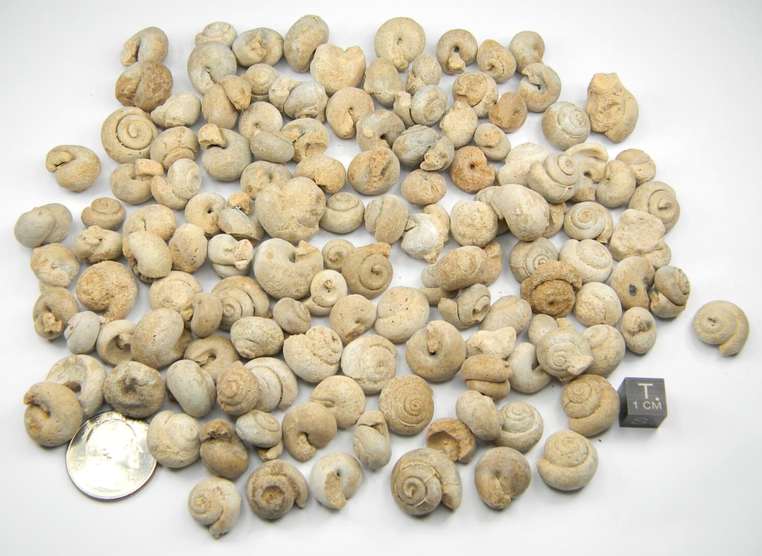 Fossil Gastropods Sea Snails Lot Morocco 358 grams 3