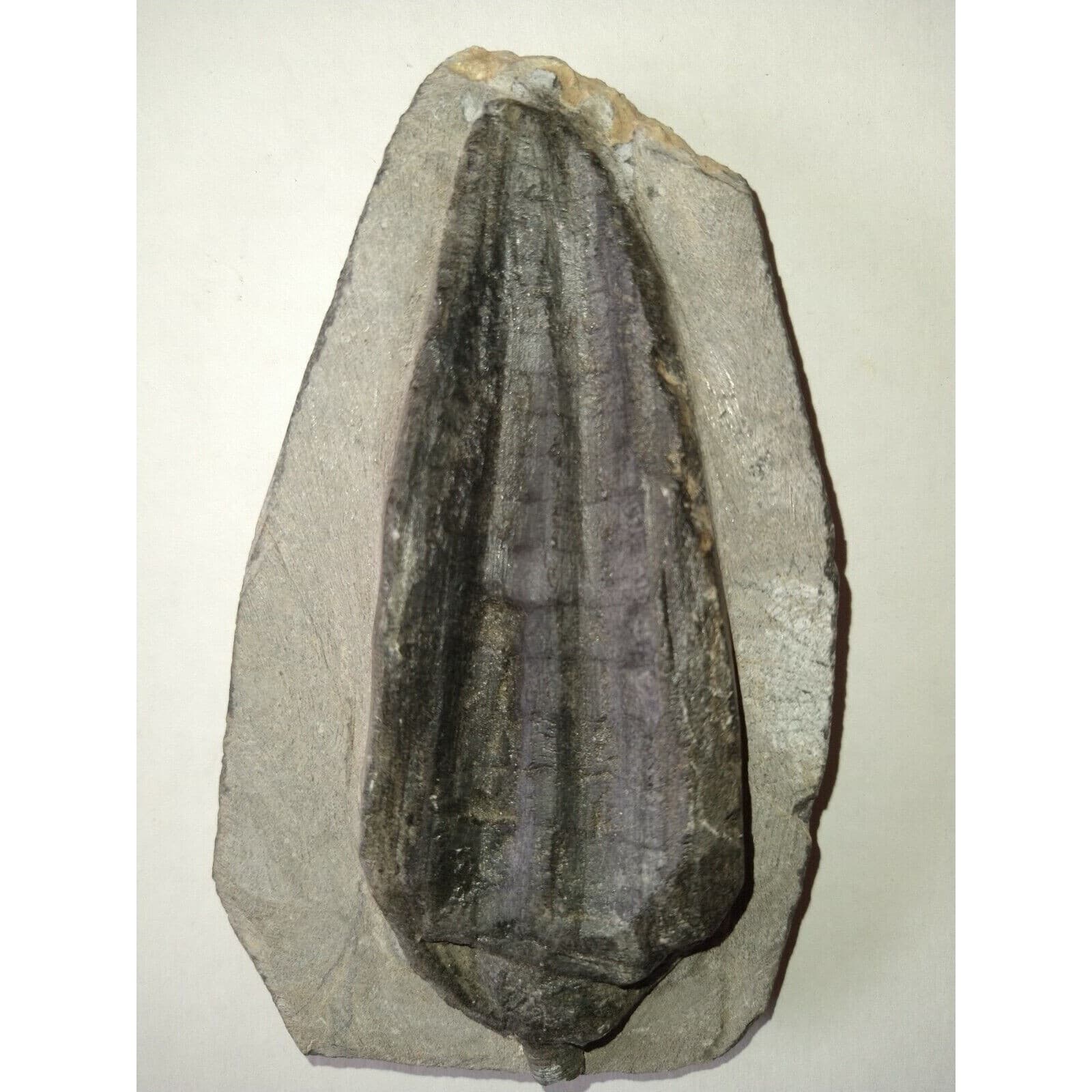 EXTINCTION- Cupressocrinus CRINOID FOSSIL  - TOP QUALITY! 4