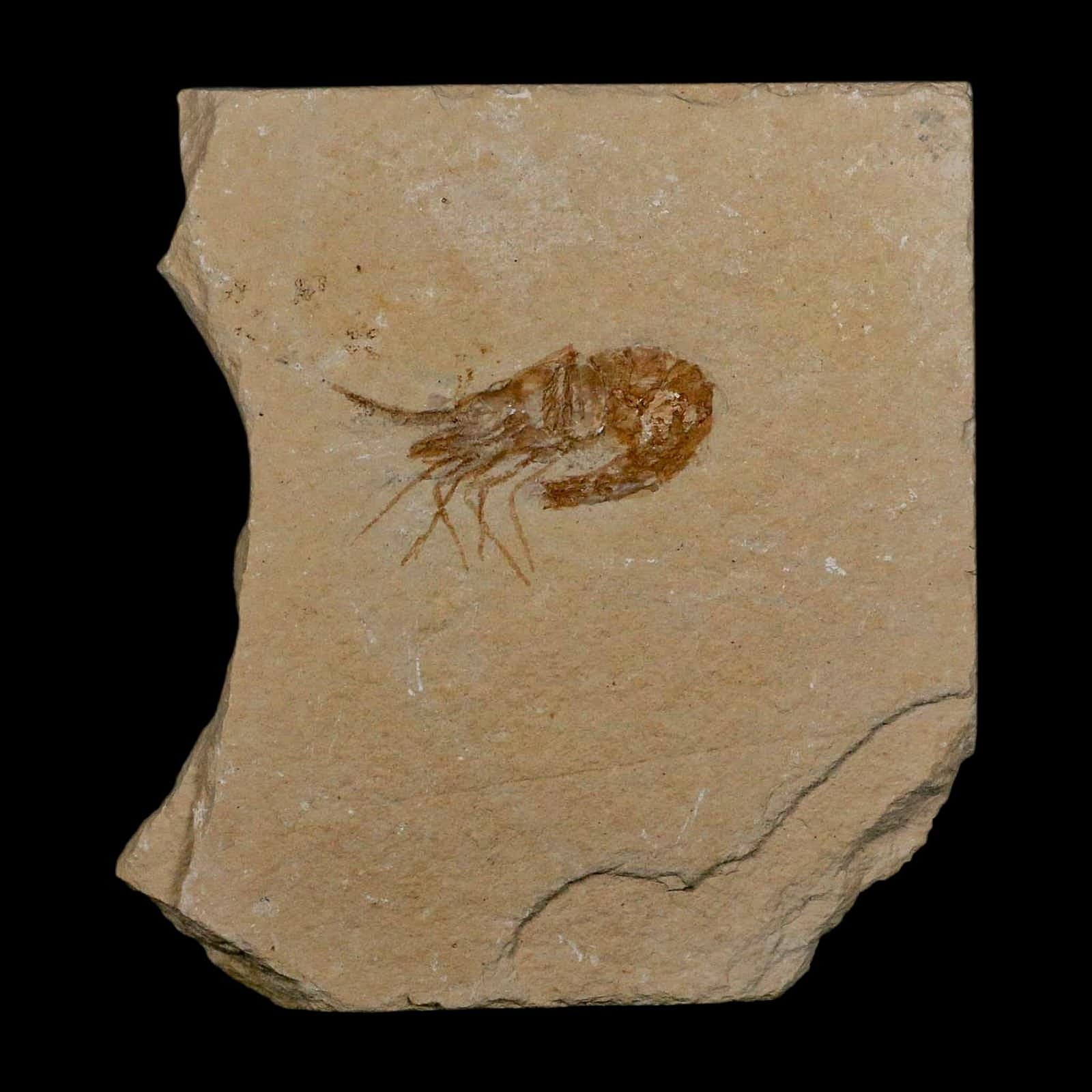 1.5" Fossil Shrimp Carpopenaeus Cretaceous Age 100 Mil Yrs Old Lebanon COA 2