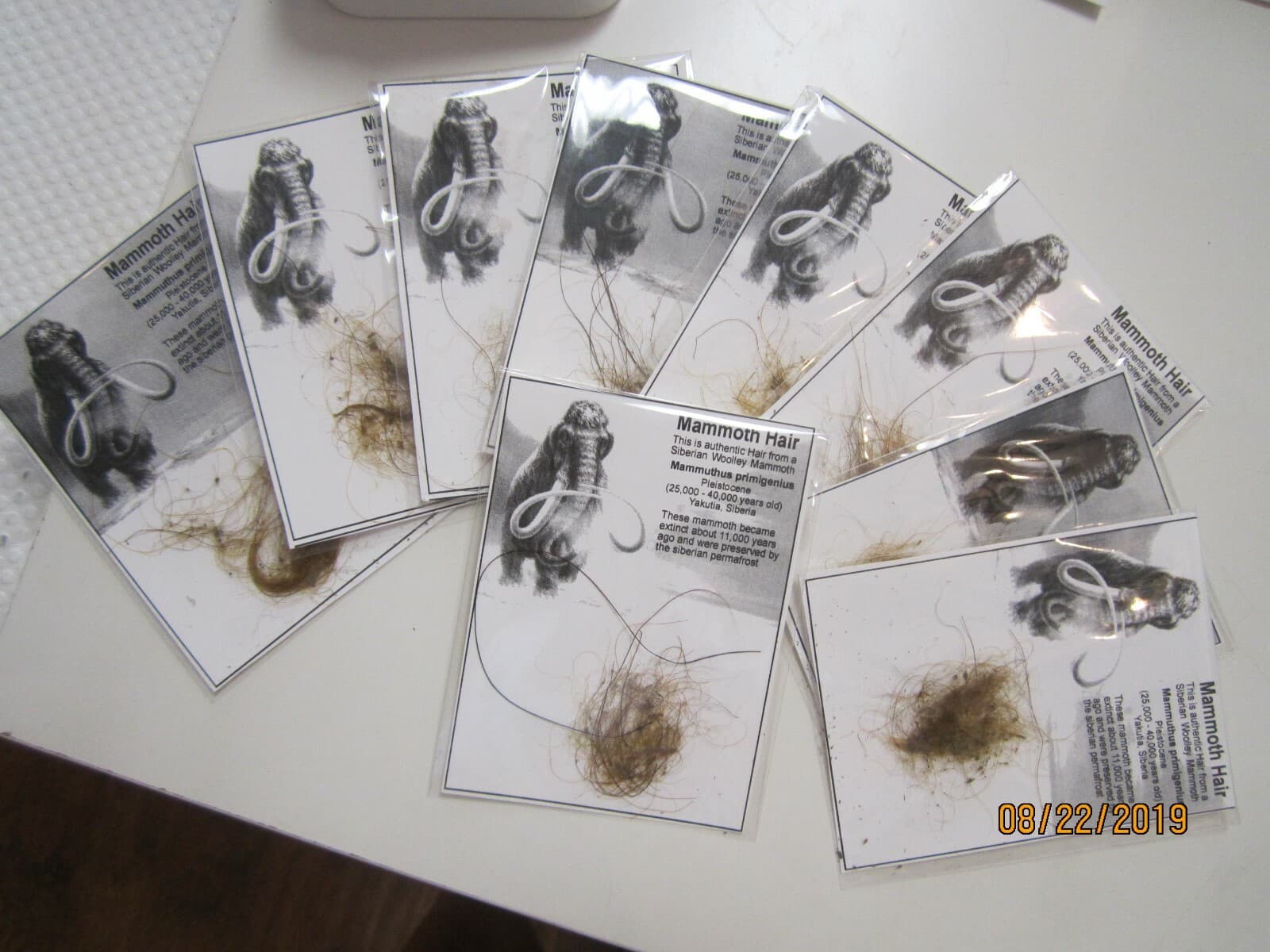 1  Bag Woolley Mammoth Hair 3.75 x 3, Ice-Age from Siberia.