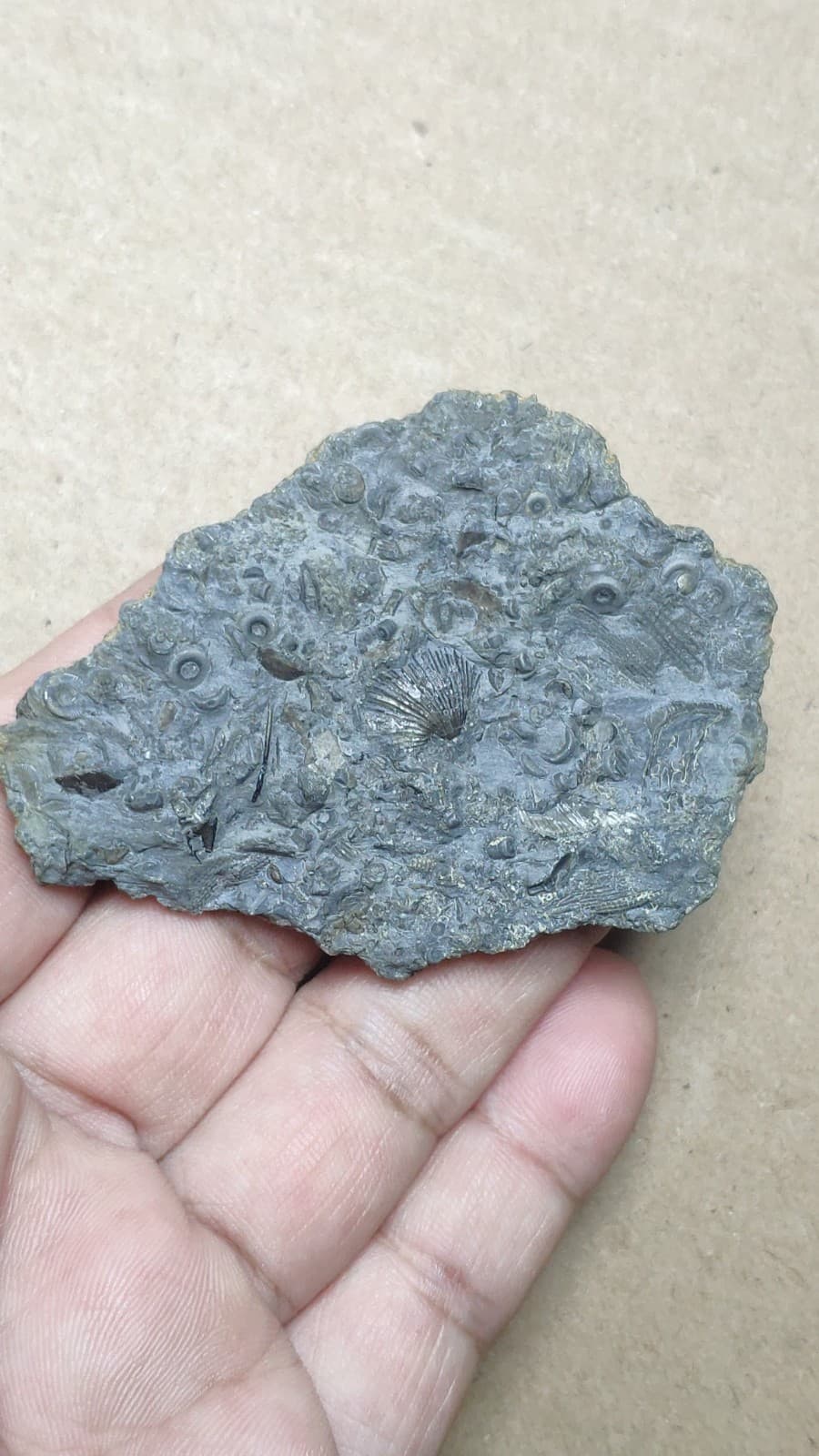 27g bryozoan Marine organisms Crinoid stem Shell specimen from Cambrian Period 5