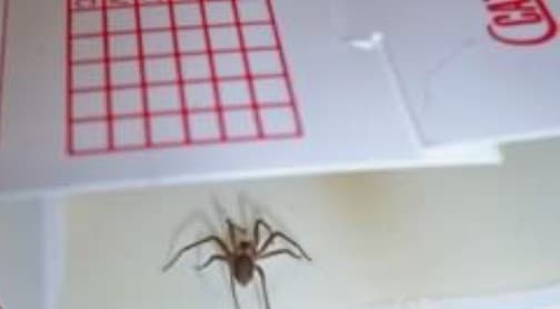 12 Catchmaster 100iCockroaches Insect Traps Spider Scorpion Cricket  Ant Traps 4