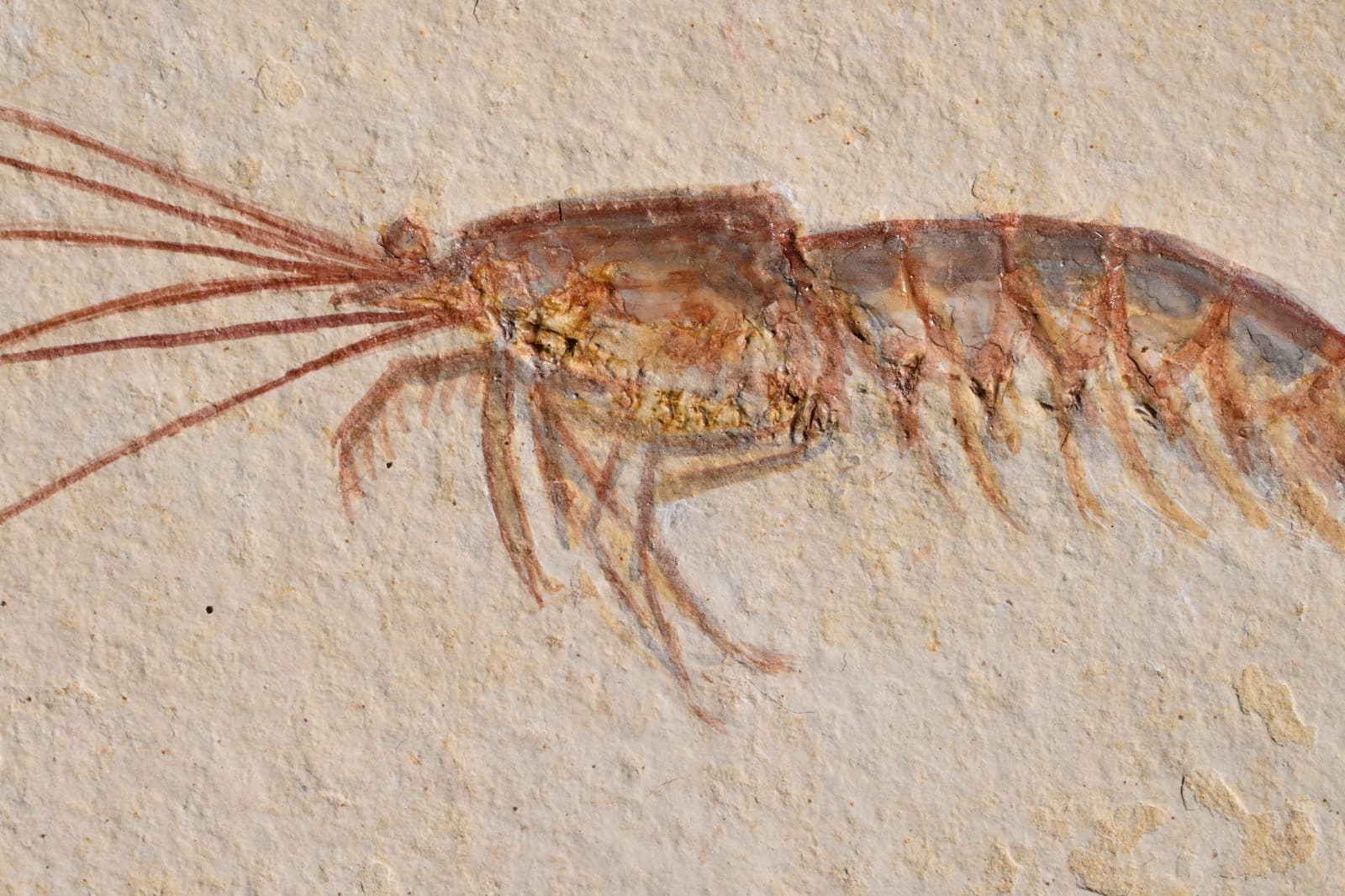 Fossil Solnhofen Shrimp- Antrimpos- Great Detail!! 5