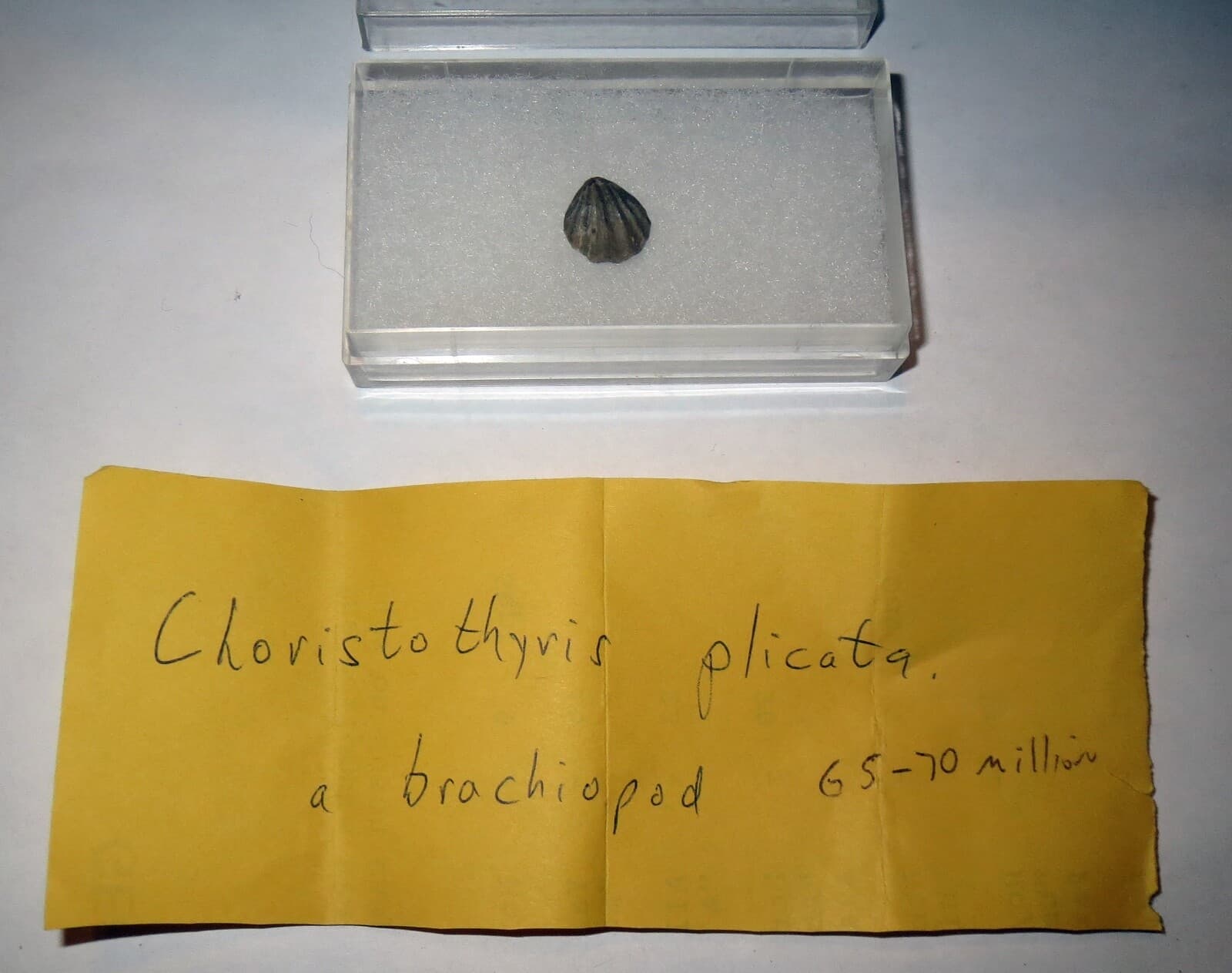 Brachiopod Shell FOSSIL SHELL LOT - 70 MILLION YEARS OLD Collection 2